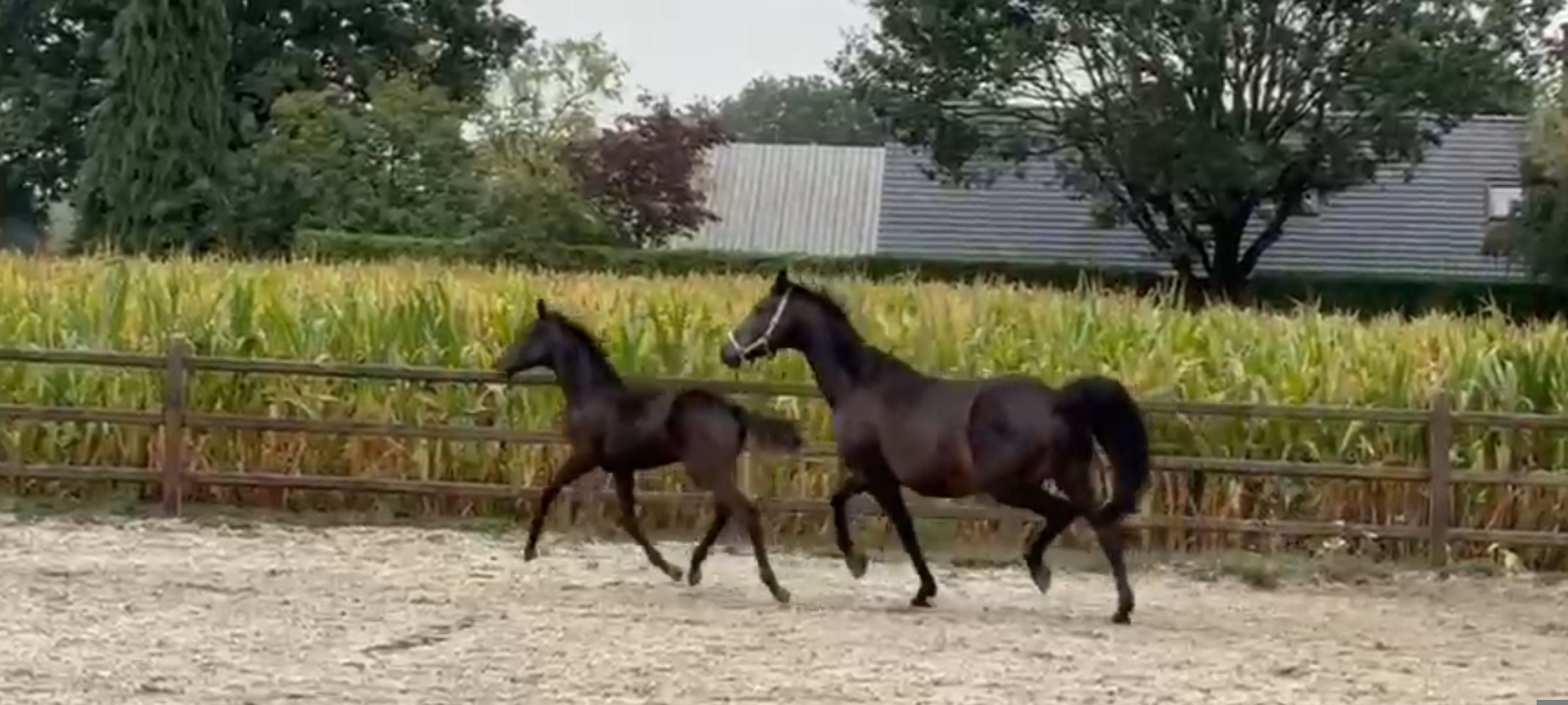 kwpn dressuurpaard merrie 8 years old donkerbruin for sale - Photo 3