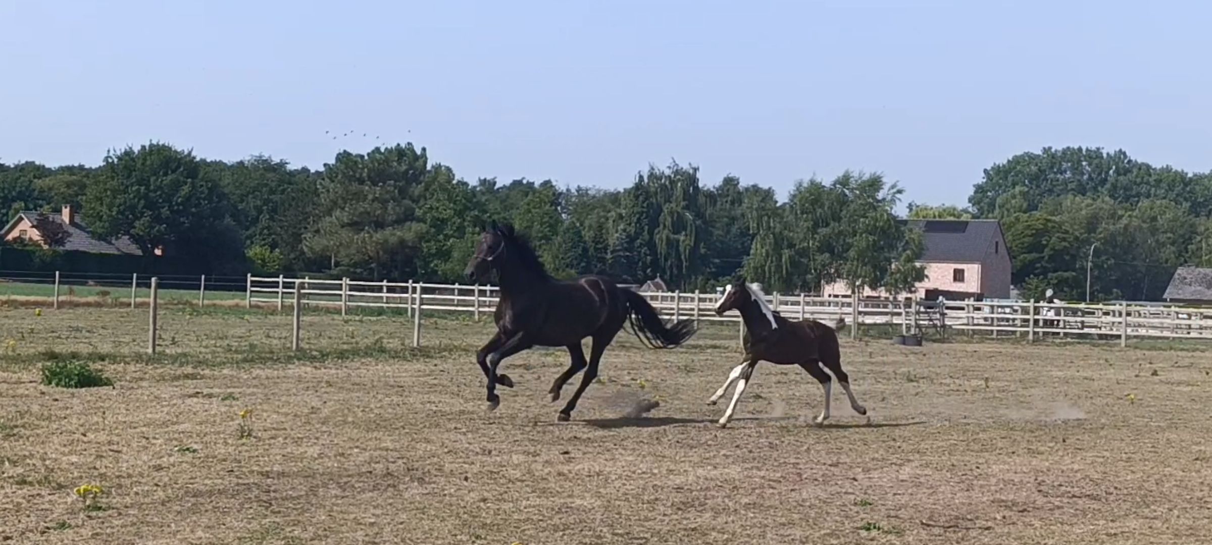 kwpn dressuurpaard merrie 8 years old donkerbruin for sale - Photo 5