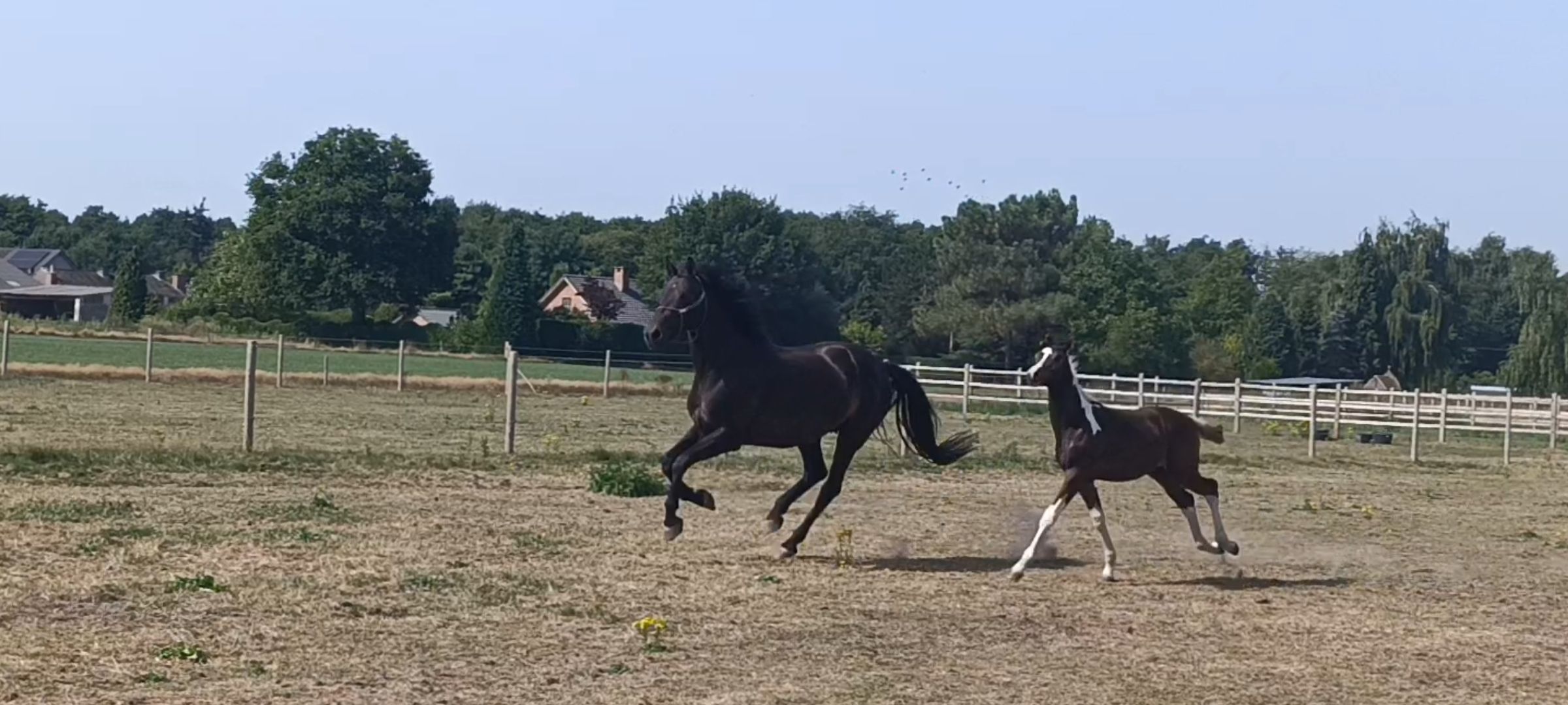 kwpn dressuurpaard merrie 8 years old donkerbruin for sale - Photo 6