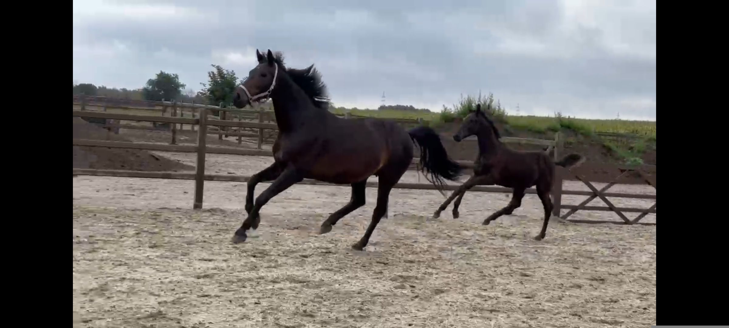 kwpn dressuurpaard merrie 8 years old donkerbruin for sale - Photo 4