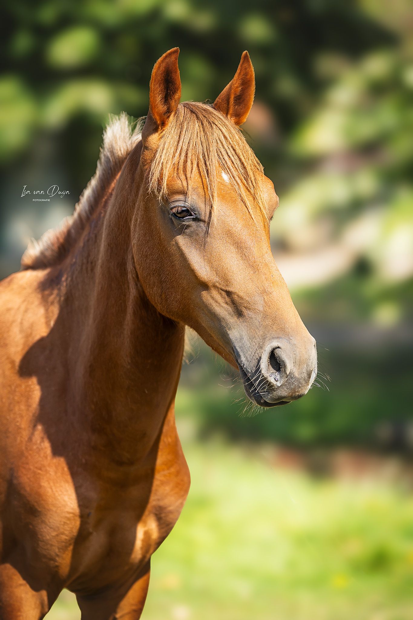 new-forest springpony hengst 1 Jahre alt vos zu verkaufen - Foto 2