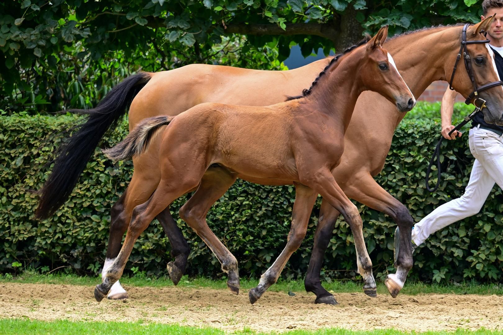 kwpn springpaard hengst 0 Jahre alt bruin zu verkaufen - Foto 5