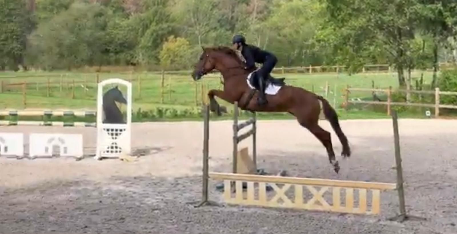 Brave merrie (5Y) met veel kwaliteit ! Ook geschikt voor jonge ambitieuze ruiters
