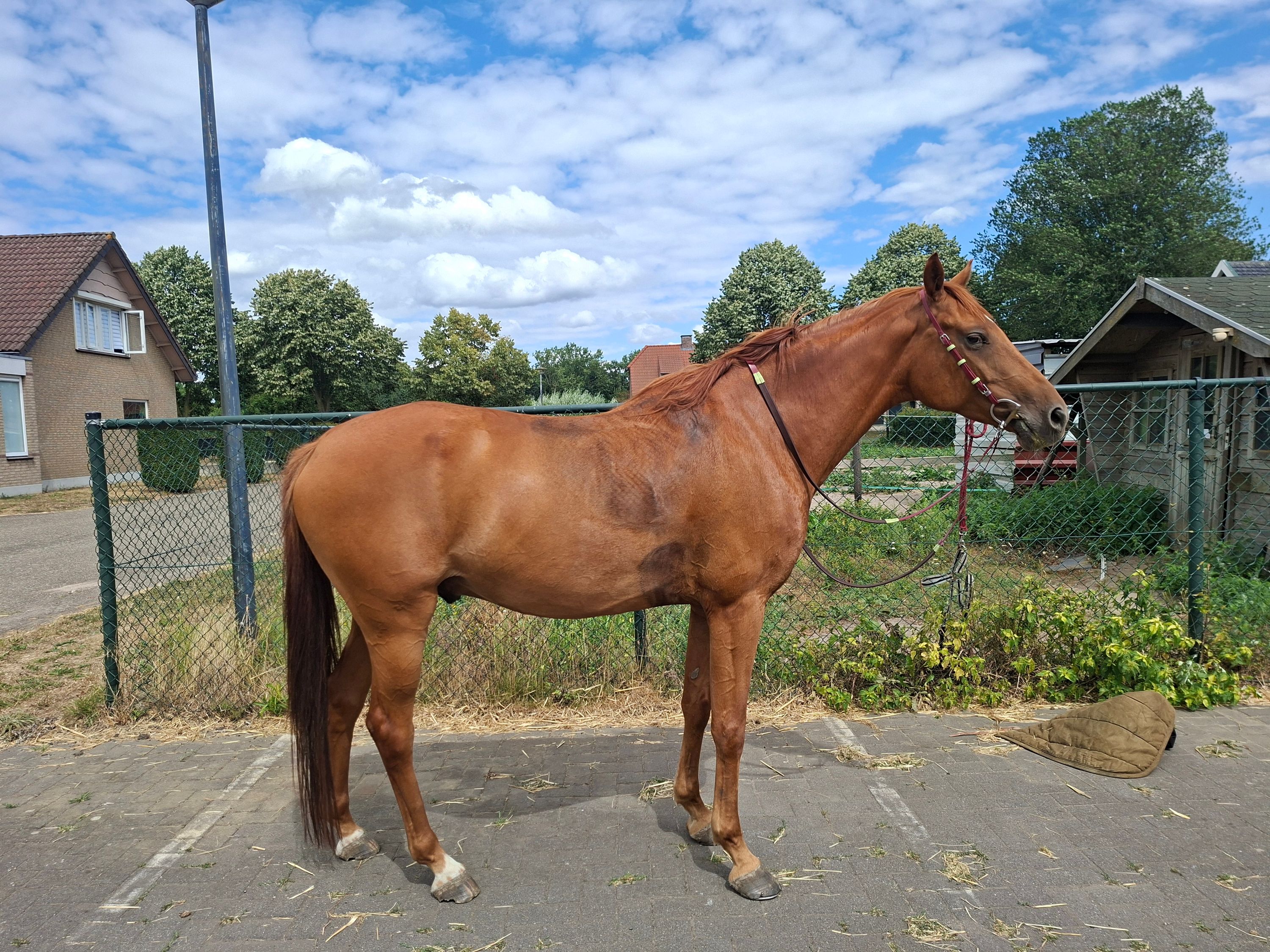 arabier pony ruin 6 ans vos à vendre - Photo 2