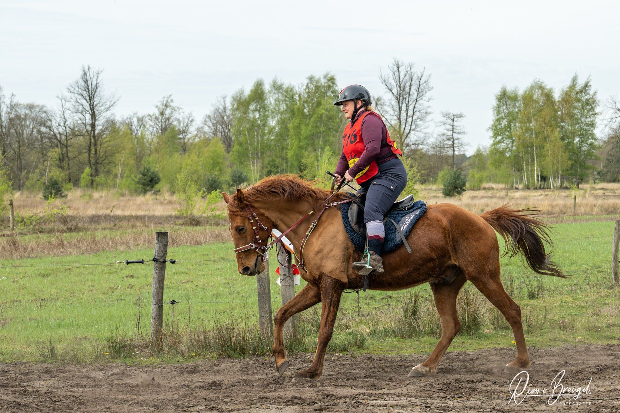 arabier pony ruin 6 ans vos à vendre - Photo 3