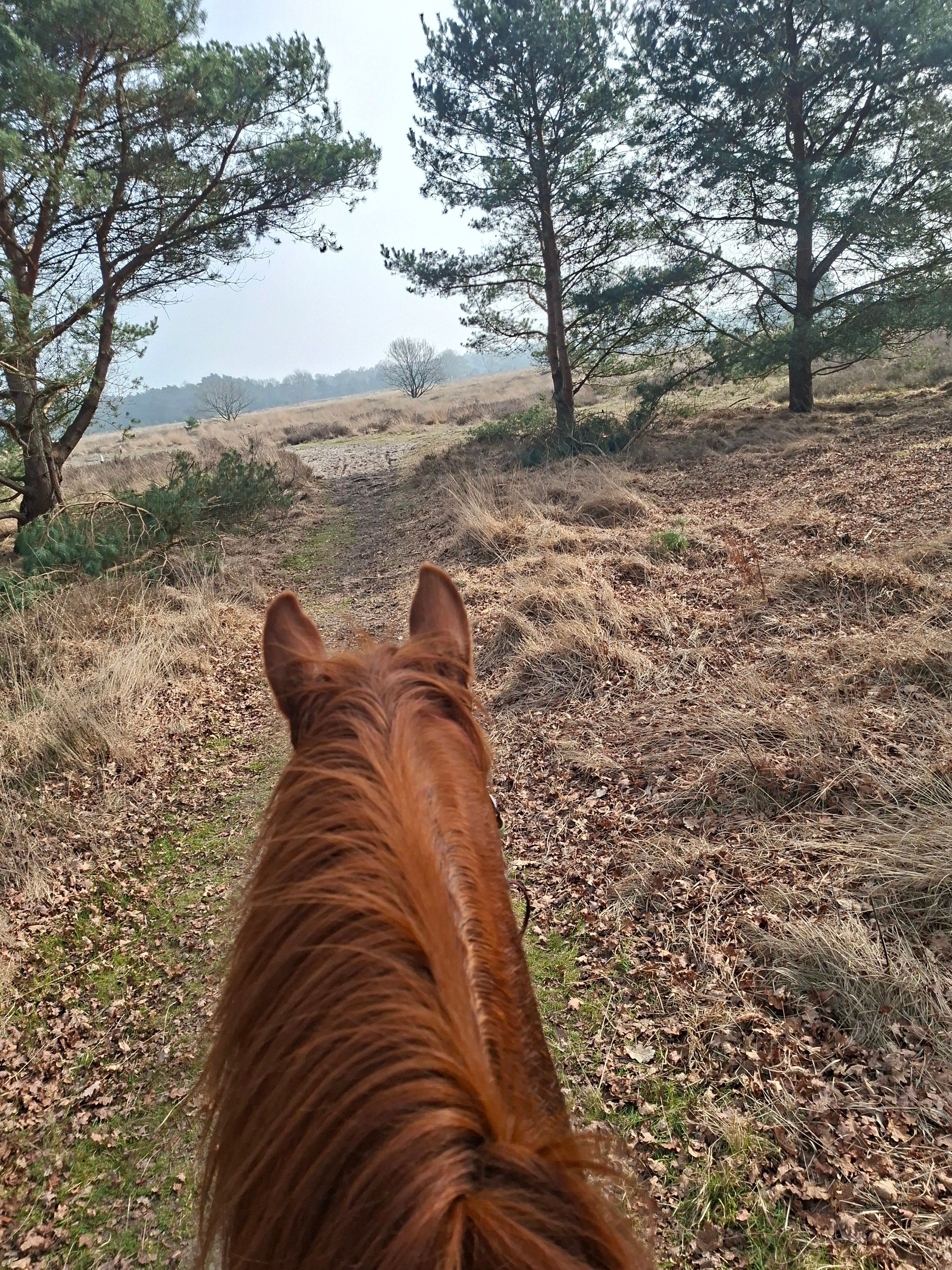 arabier pony ruin 6 ans vos à vendre - Photo 6