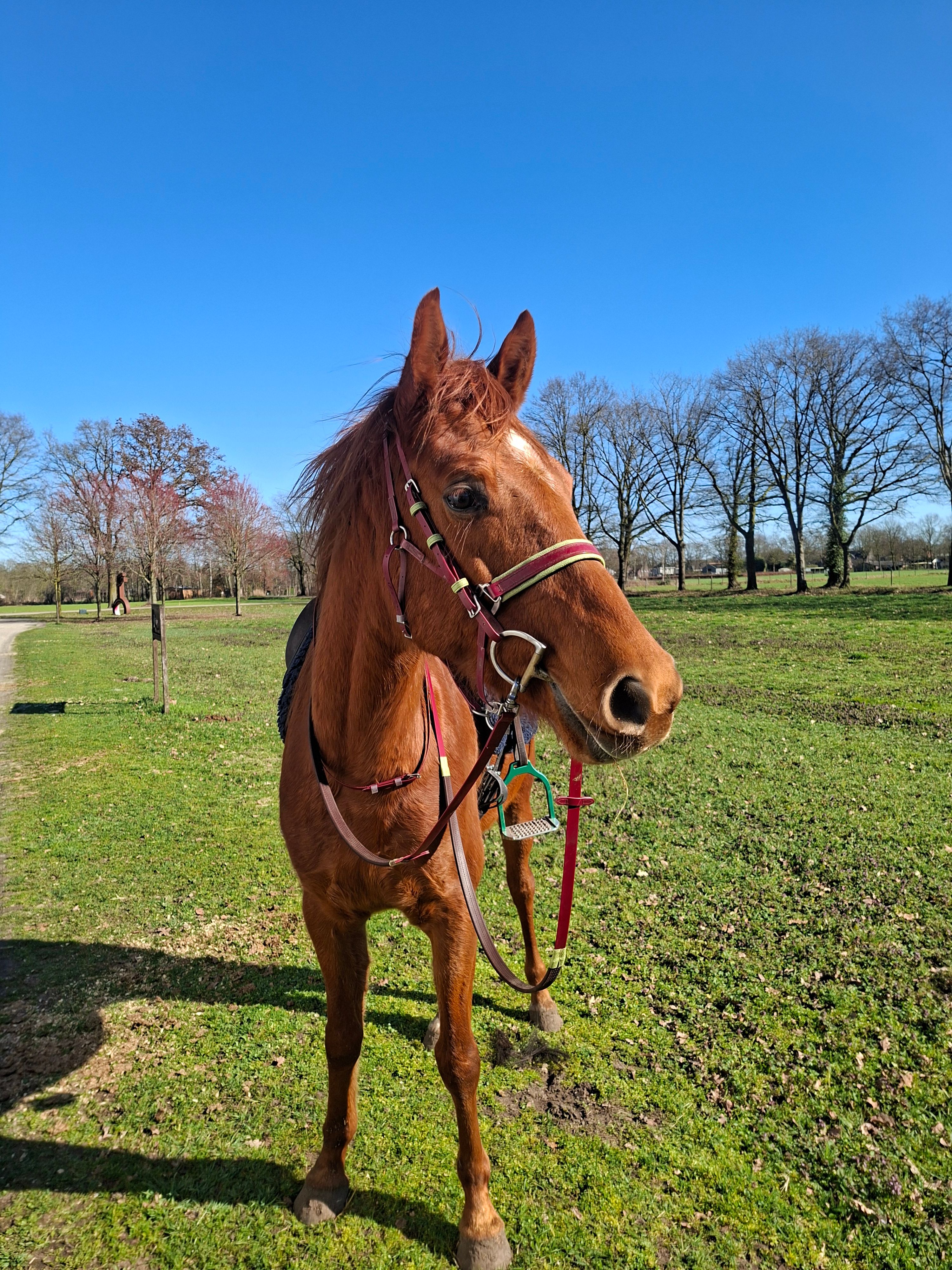 arabier pony ruin 6 ans vos à vendre - Photo 5