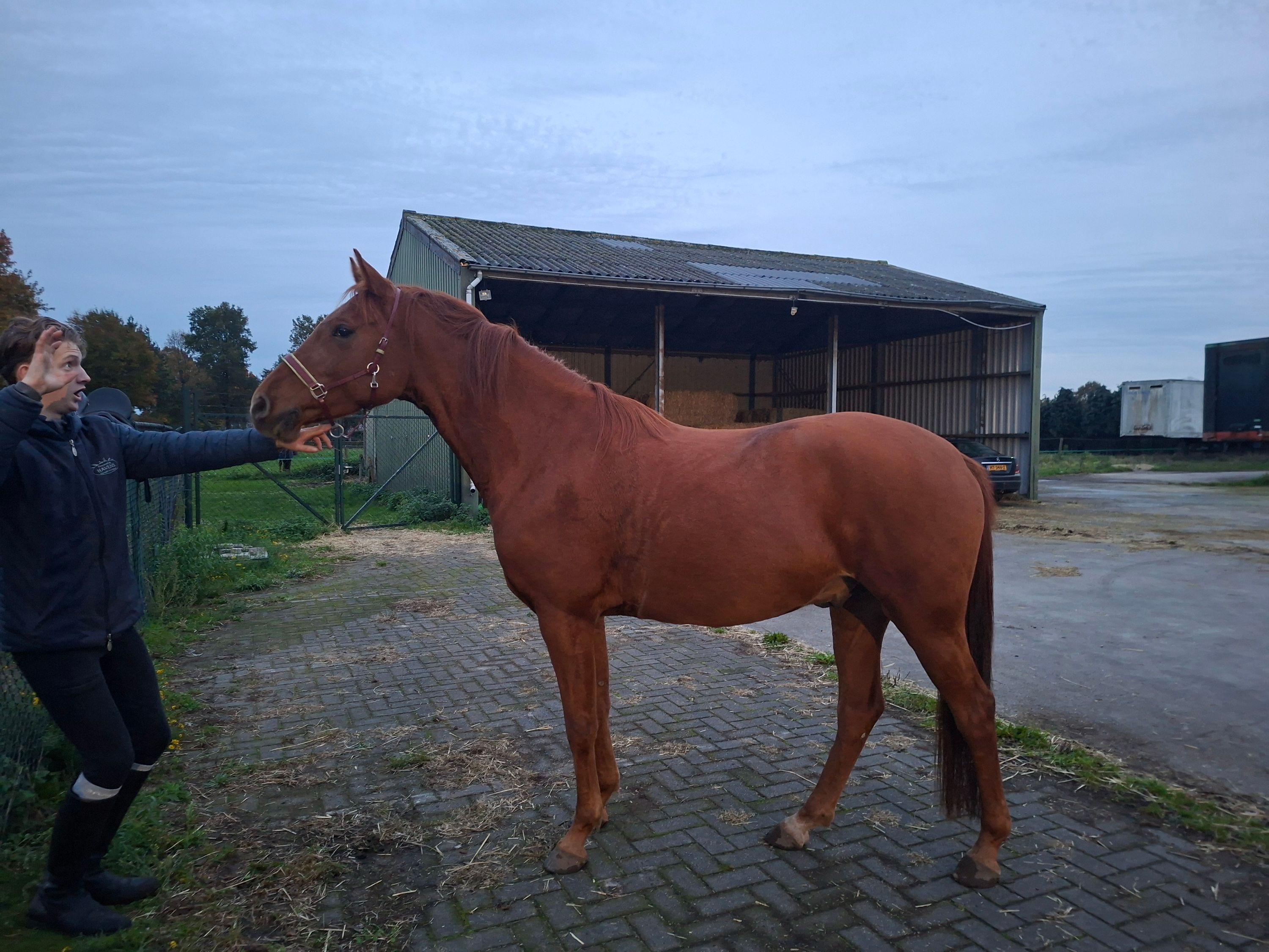 arabier pony ruin 6 ans vos à vendre - Photo 4