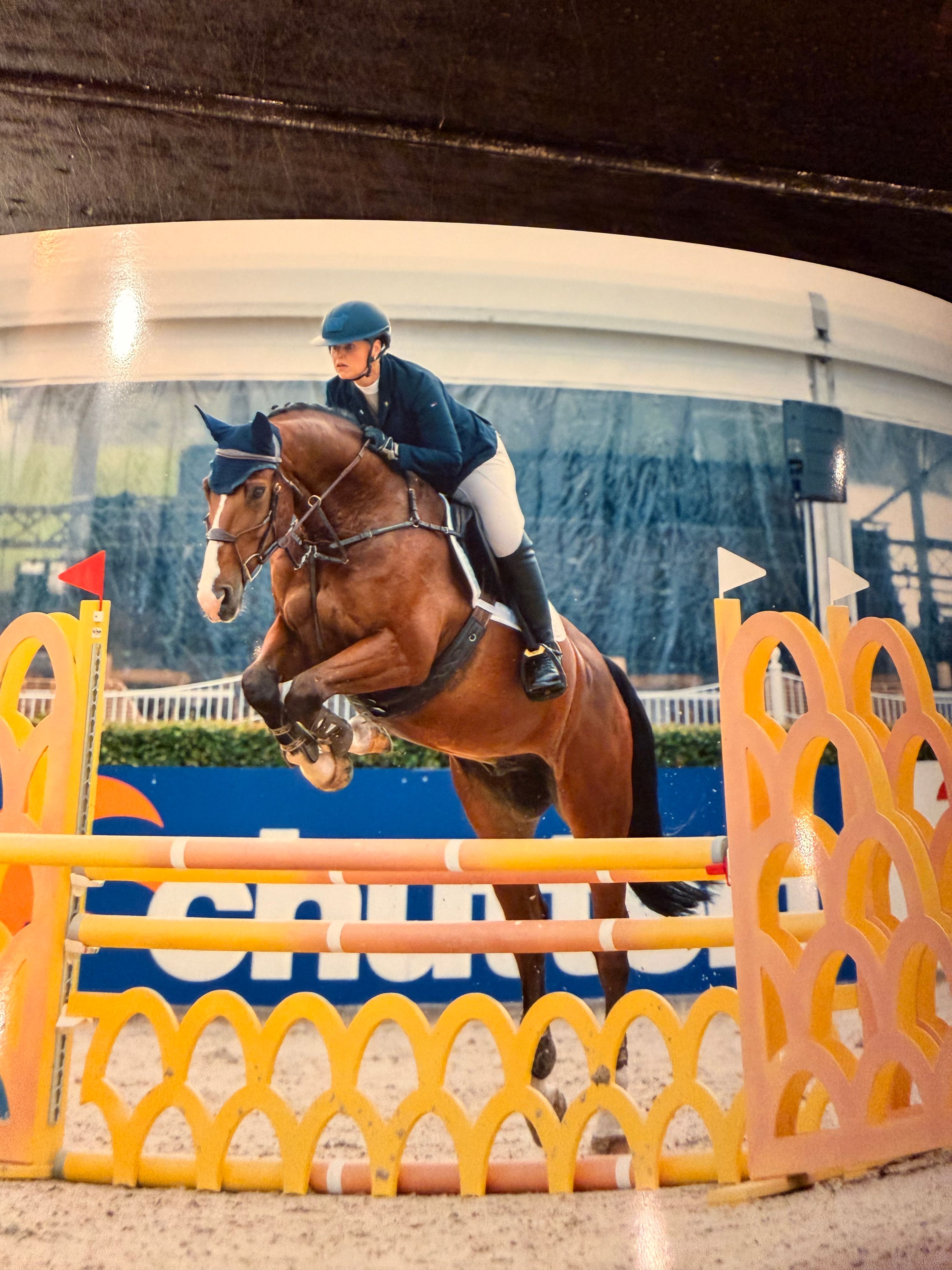 anglo-europees allrounder ruin 9 jaar bruin te koop - Foto 2
