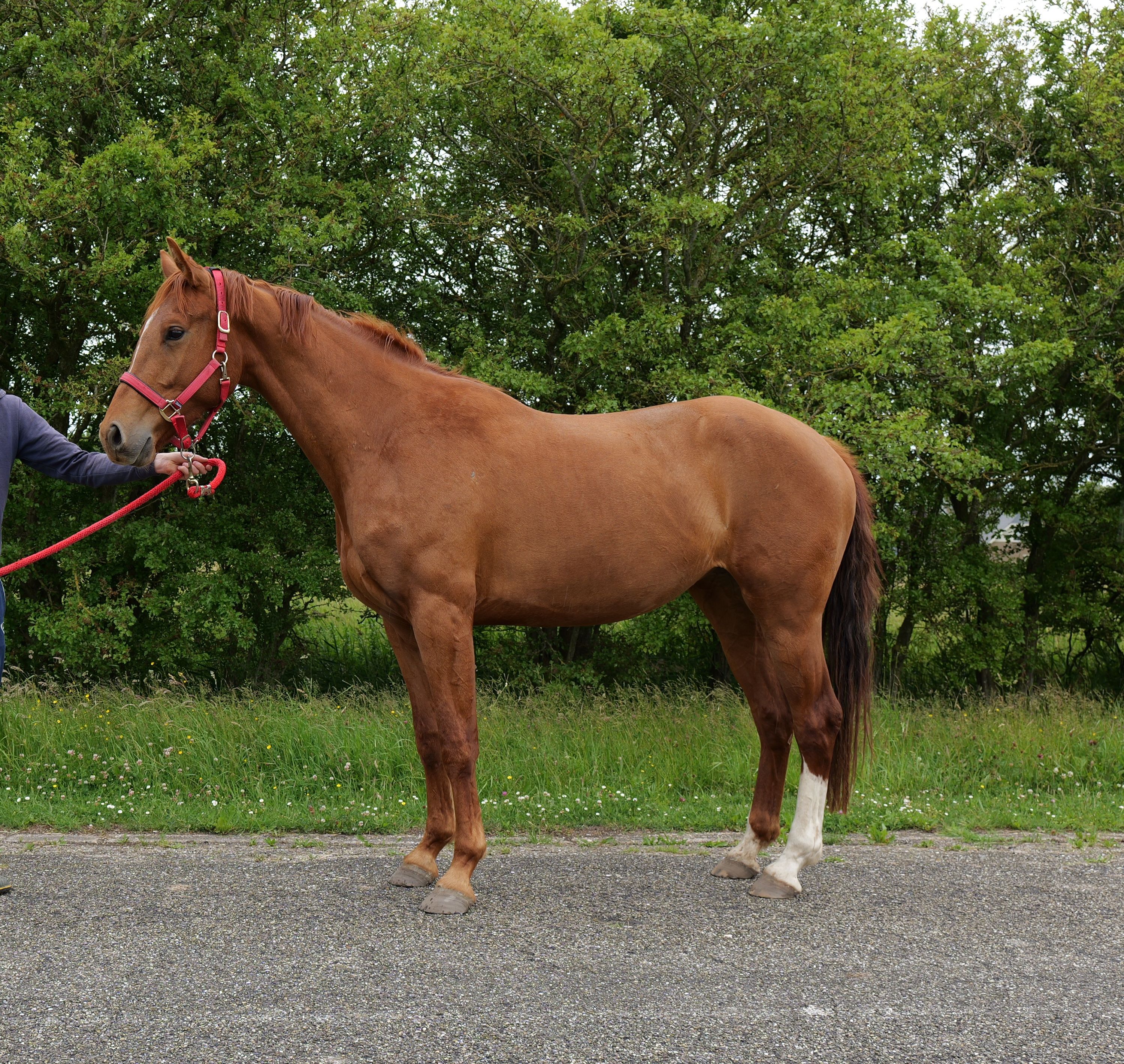 Jument KWPN de 3 ans (Kjento x Apache)