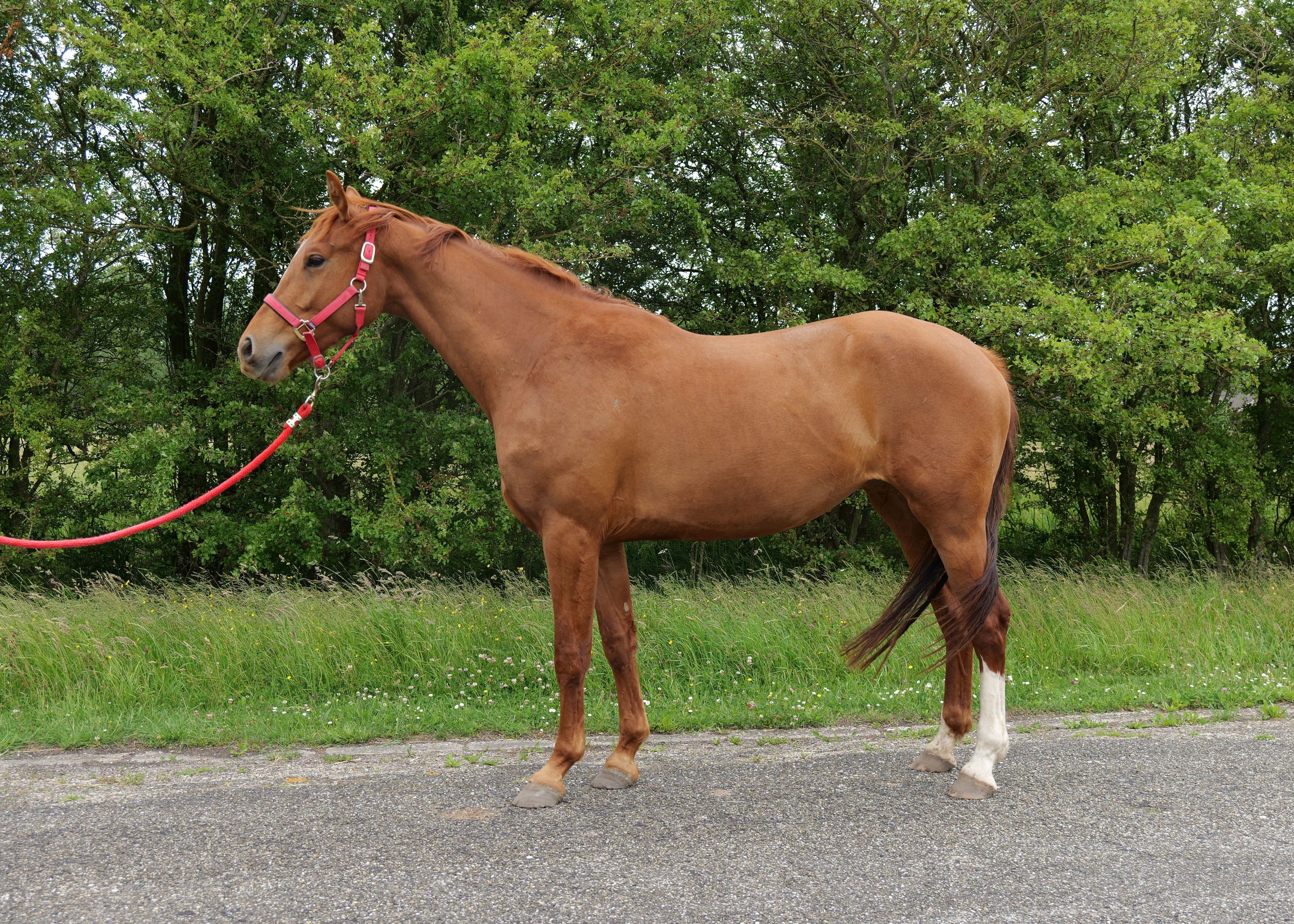 kwpn dressuurpaard merrie 3 years old vos for sale - Photo 2