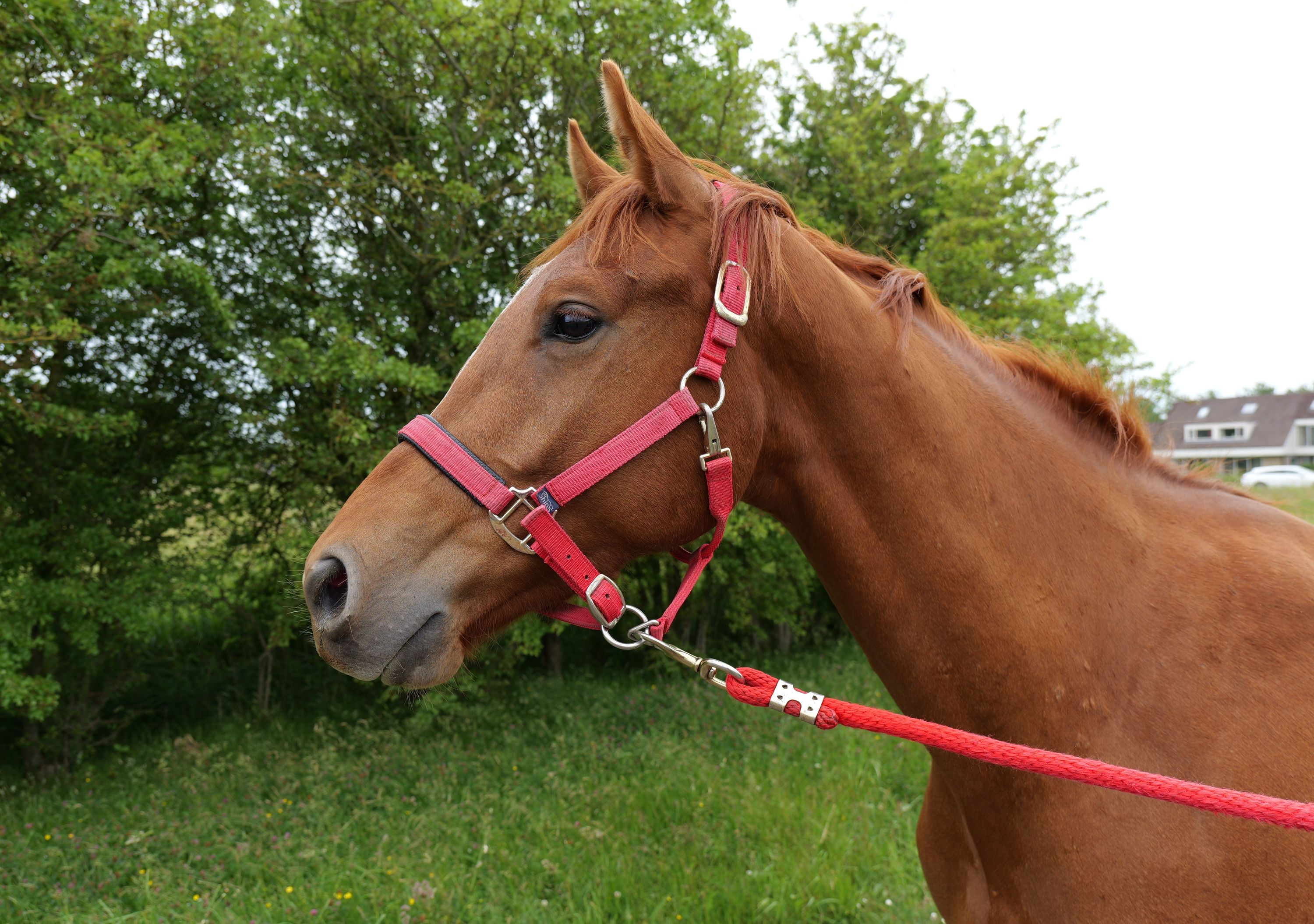 kwpn dressuurpaard merrie 3 years old vos for sale - Photo 3