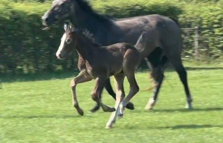 kwpn springpaard hengst 0 Jahre alt schimmel zu verkaufen - Foto 3