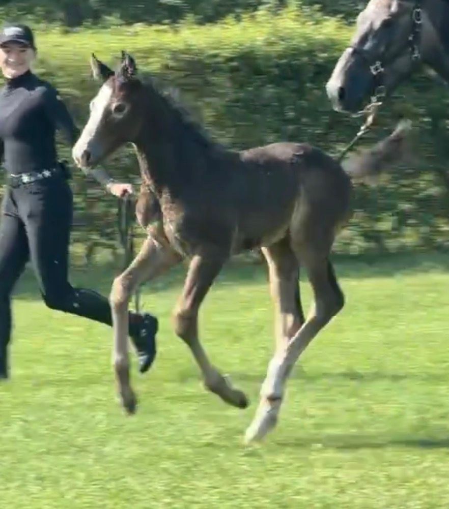 kwpn springpaard hengst 0 Jahre alt schimmel zu verkaufen - Foto 2