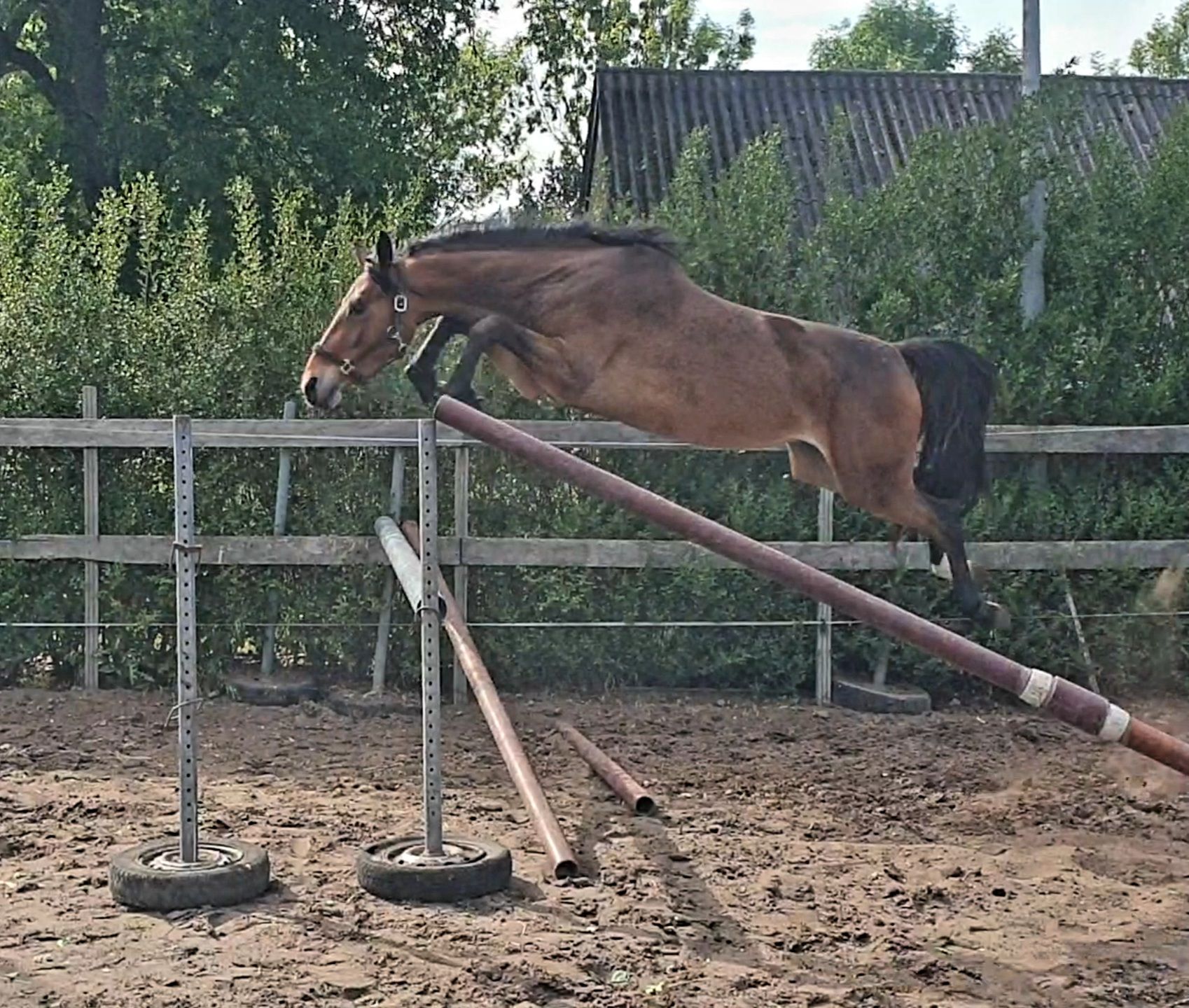 kwpn springpony merrie 4 Jahre alt donkerbruin zu verkaufen - Foto 6