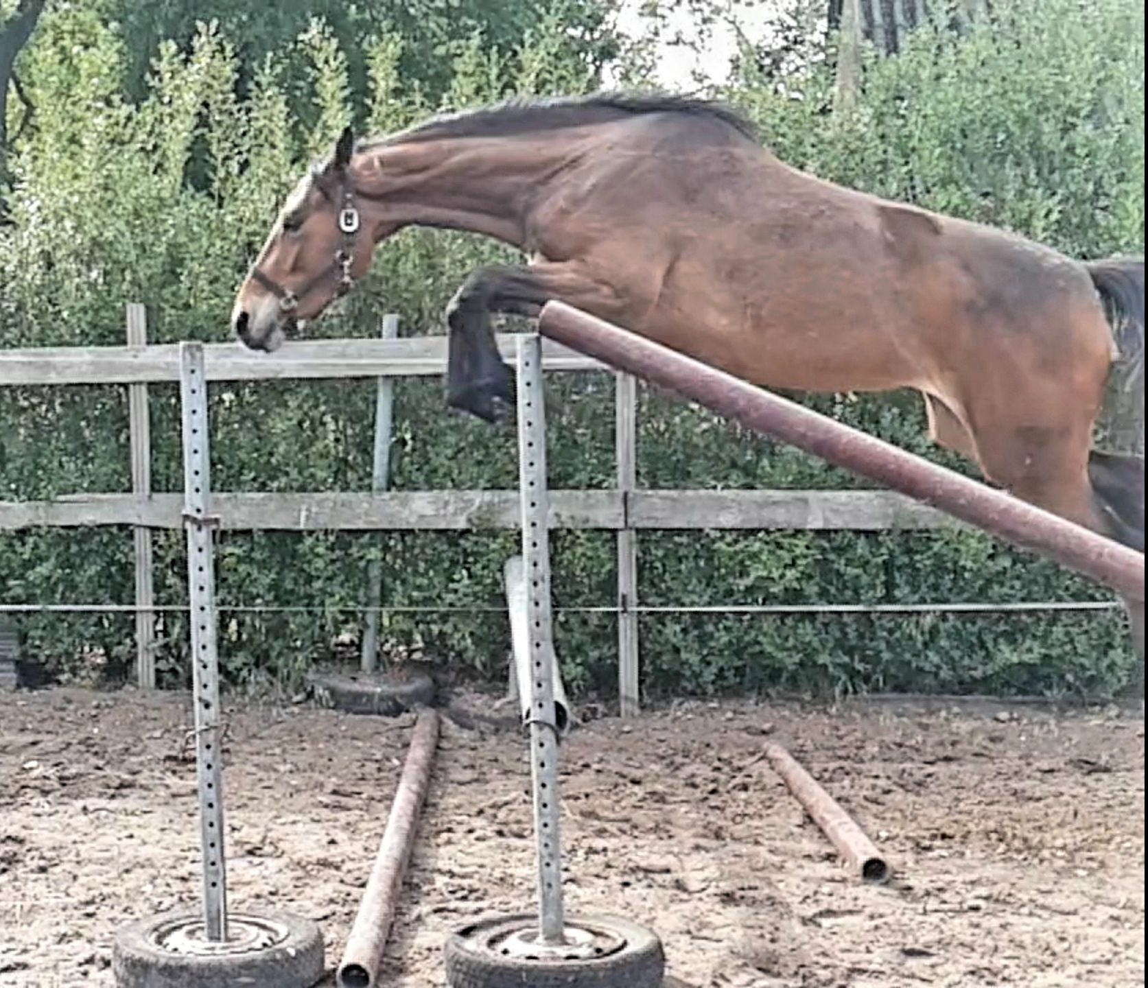 kwpn springpony merrie 4 Jahre alt donkerbruin zu verkaufen - Foto 5