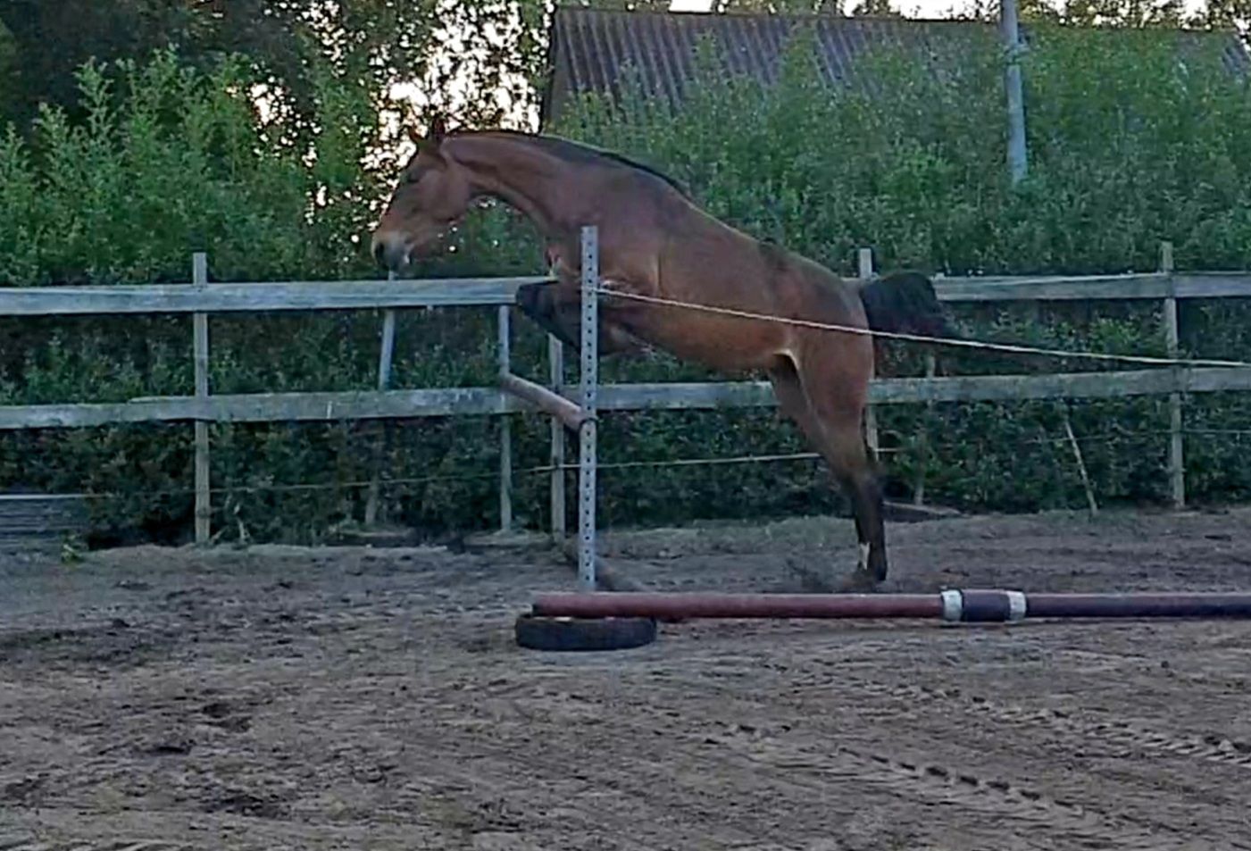 kwpn springpony merrie 4 Jahre alt donkerbruin zu verkaufen - Foto 2