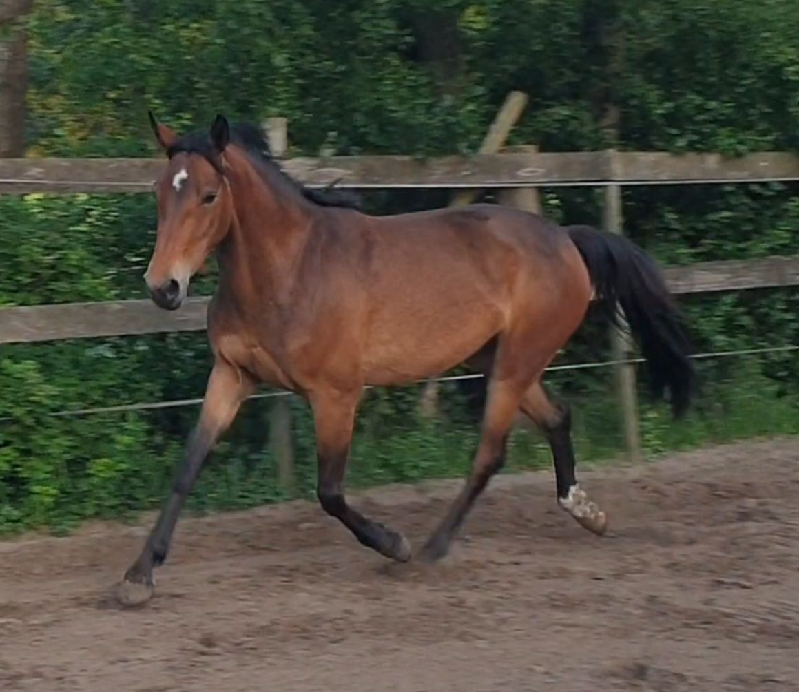 kwpn springpony merrie 4 Jahre alt donkerbruin zu verkaufen - Foto 3