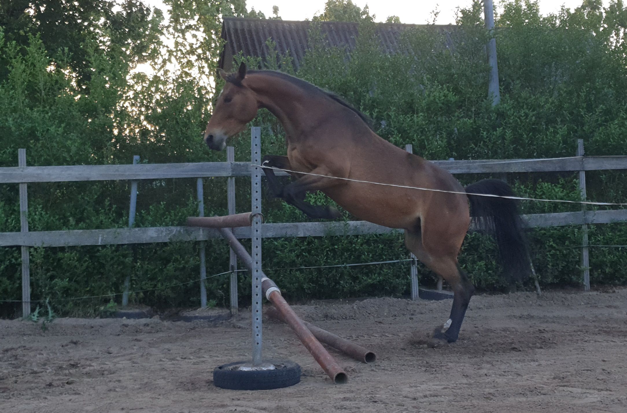 kwpn springpony merrie 4 Jahre alt donkerbruin zu verkaufen - Foto 4