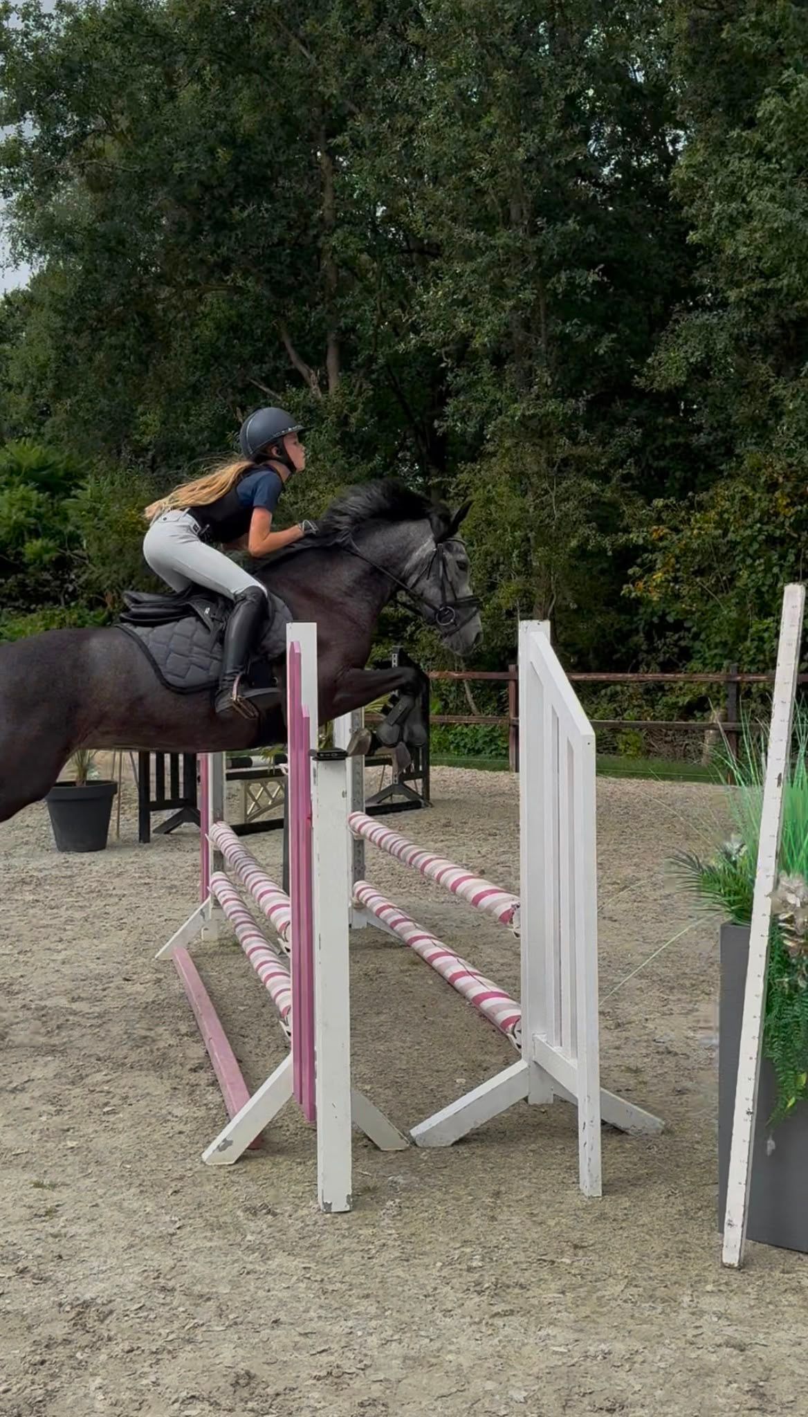 Talentosa yegua de salto New Forest en venta