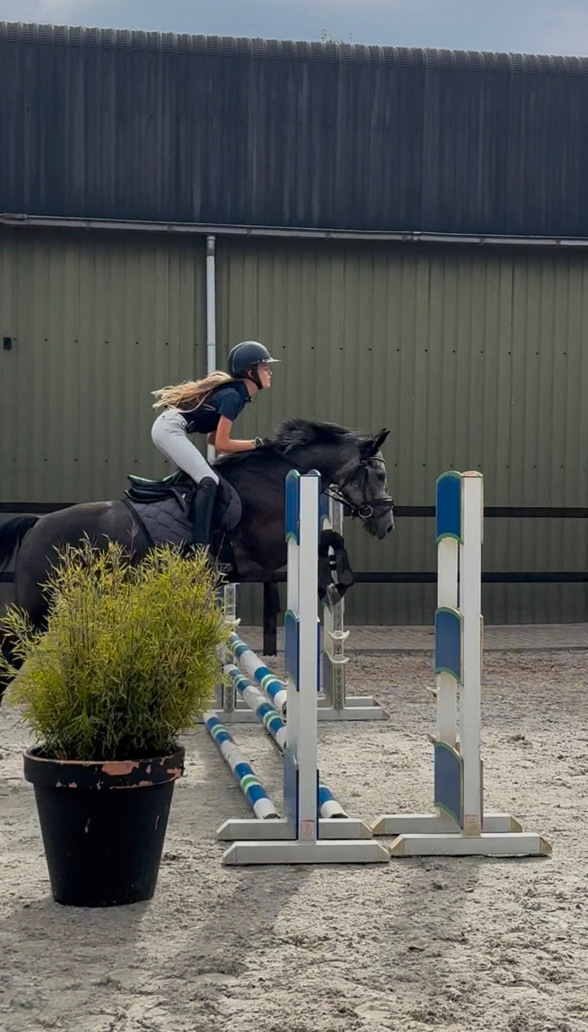 new-forest springpony merrie 4 vuotta schimmel myytävänä - Kuva 2