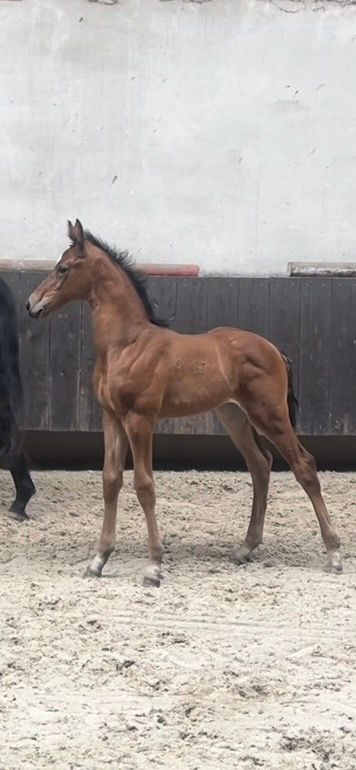Super beautiful filly foal