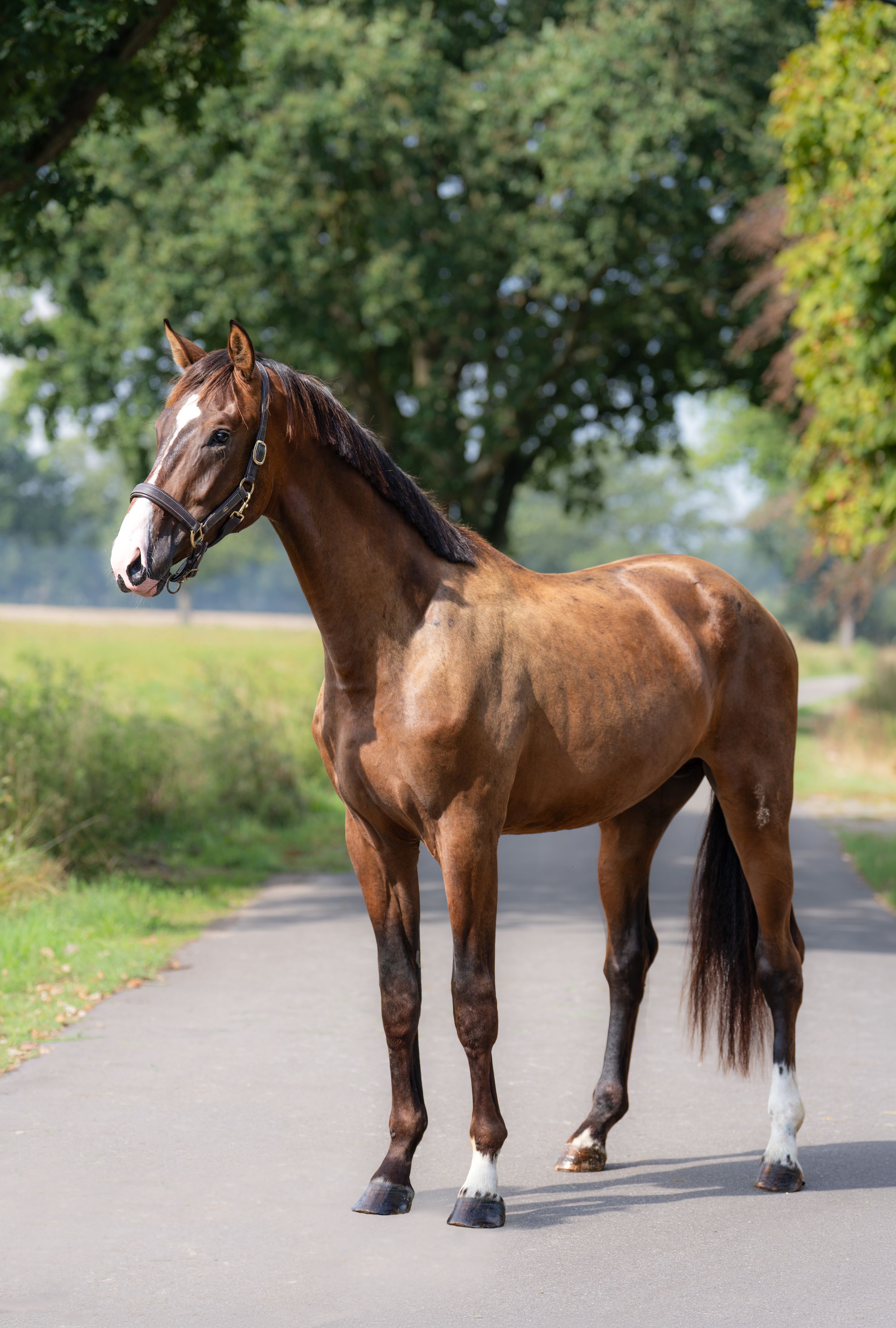 kwpn dressuurpaard hengst 2 years old bruin for sale - Photo 2