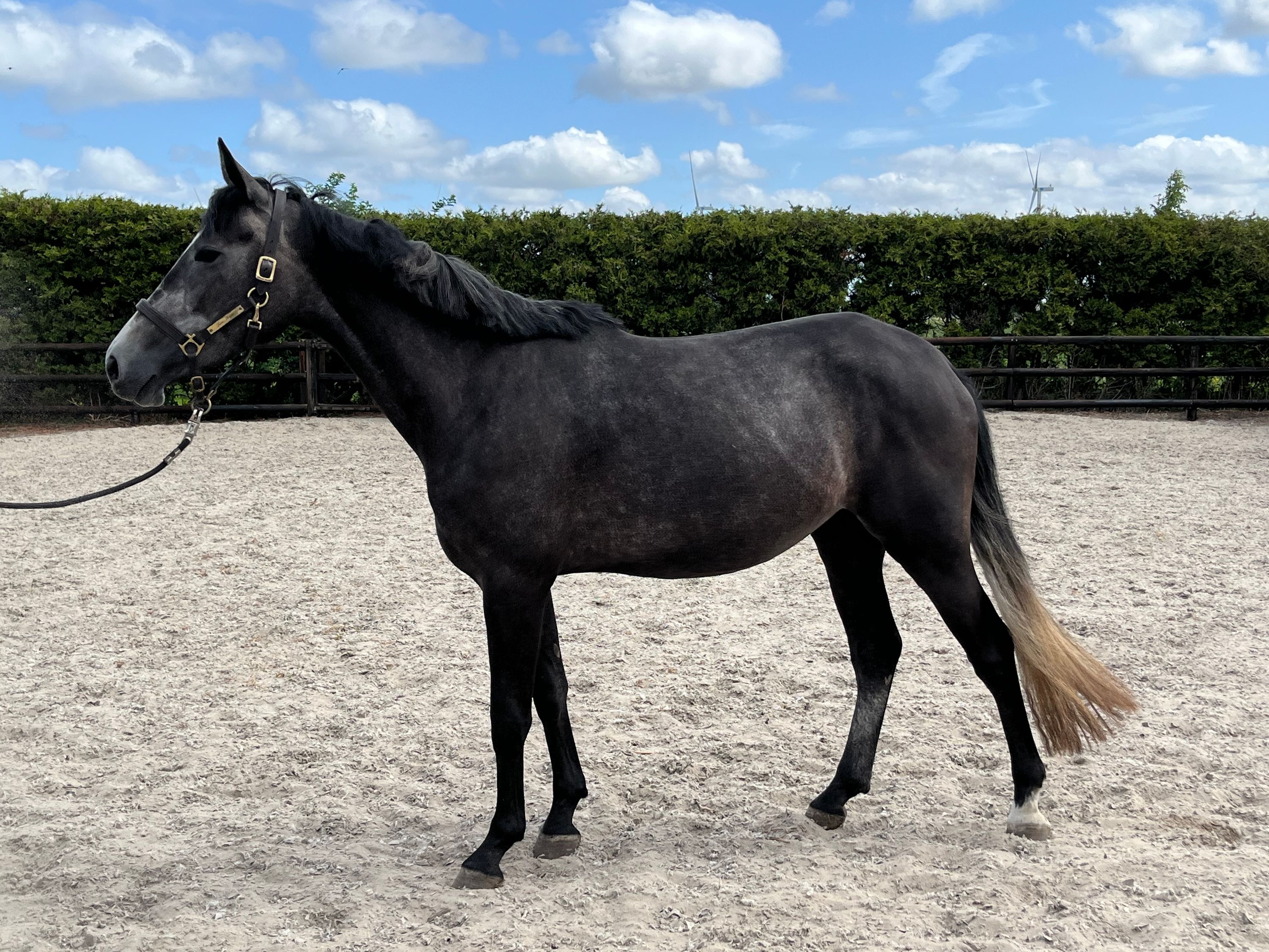 kwpn springpaard merrie 3 jaar schimmel te koop - Foto 3