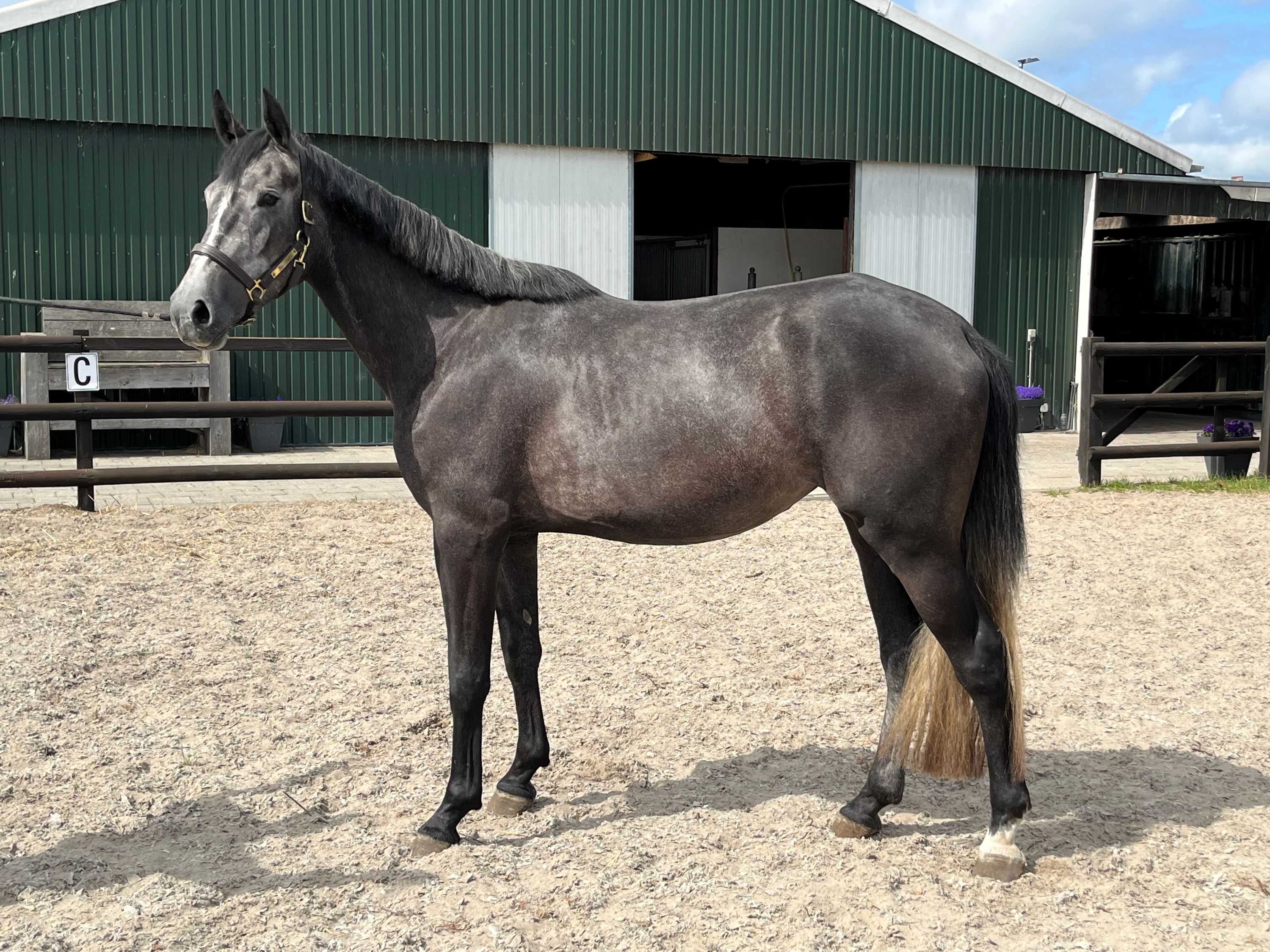 kwpn springpaard merrie 3 jaar schimmel te koop - Foto 2