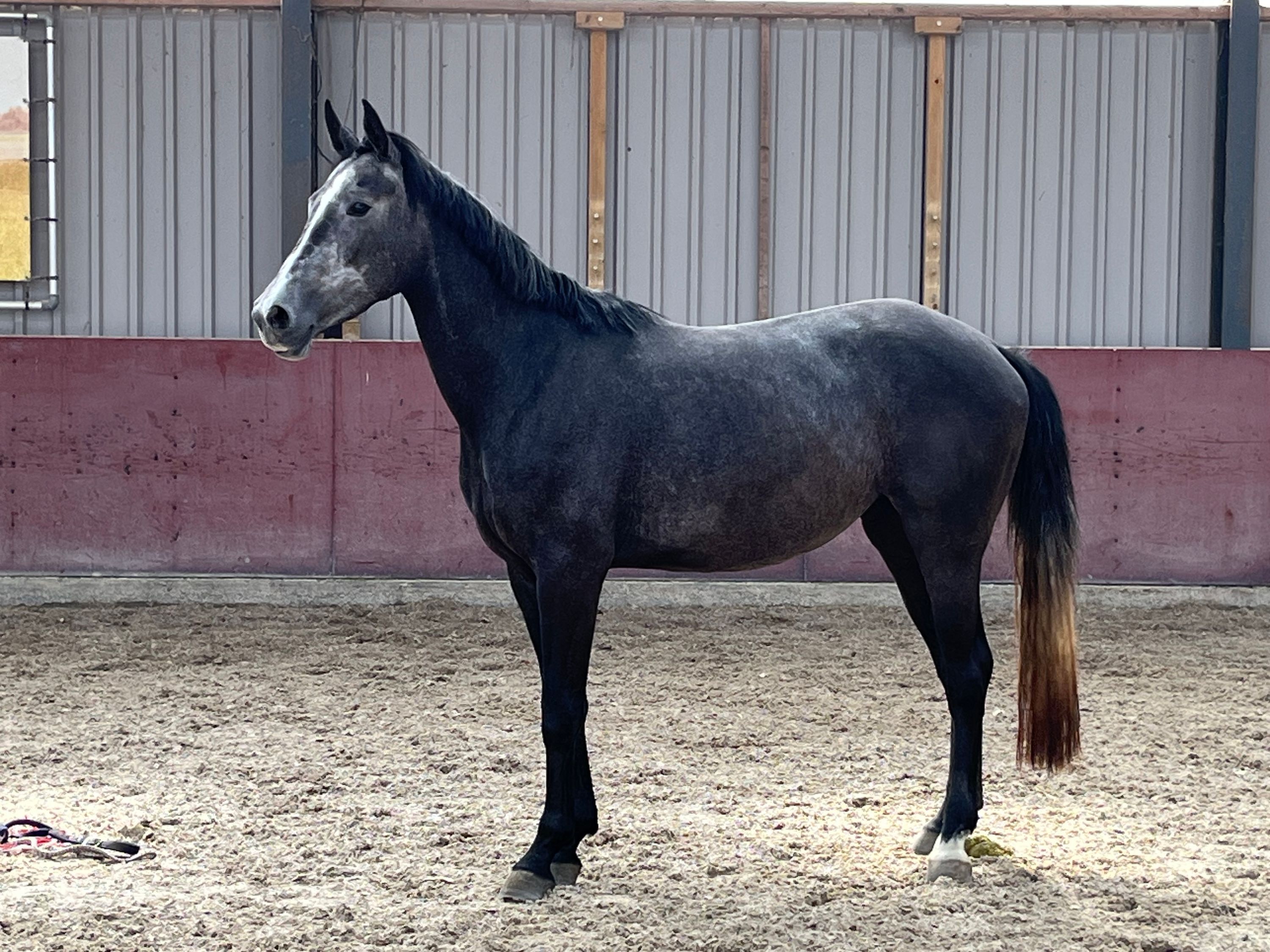 kwpn springpaard merrie 3 jaar schimmel te koop - Foto 4
