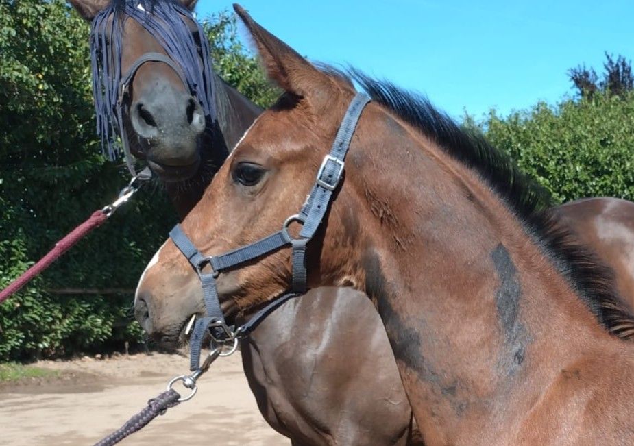 WINGMAN GHP Newmarket VM x Floris TN x Ramiro Z x Nimmerdor