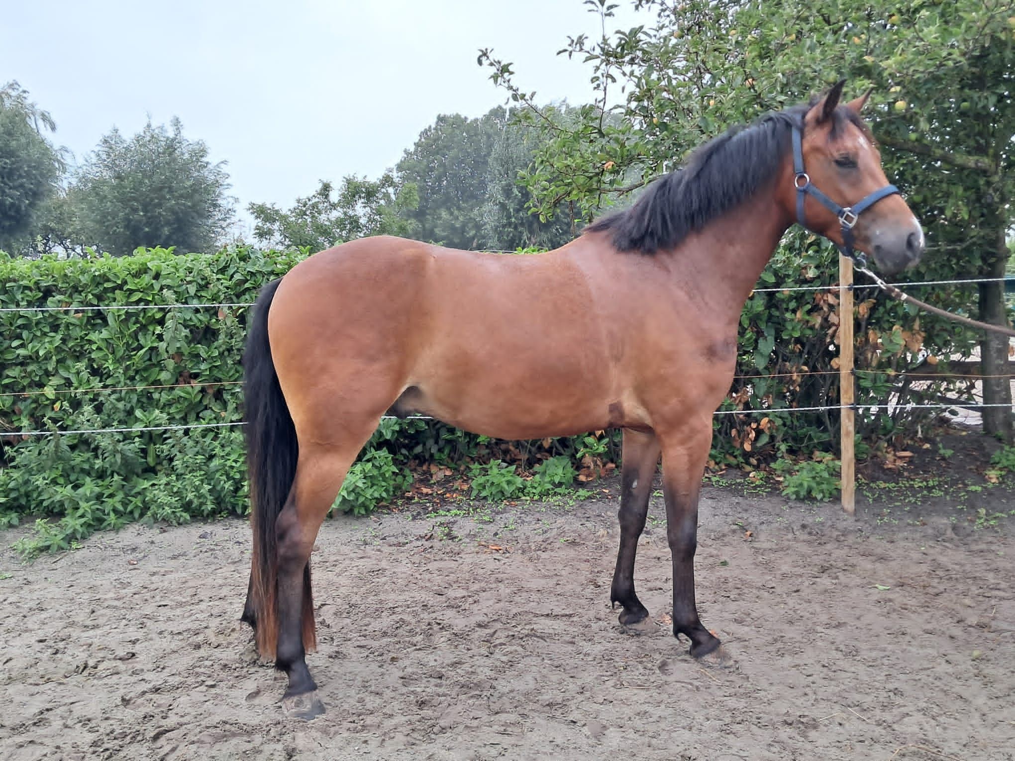 new-forest allround-pony ruin 3 years old bruin for sale - Photo 2