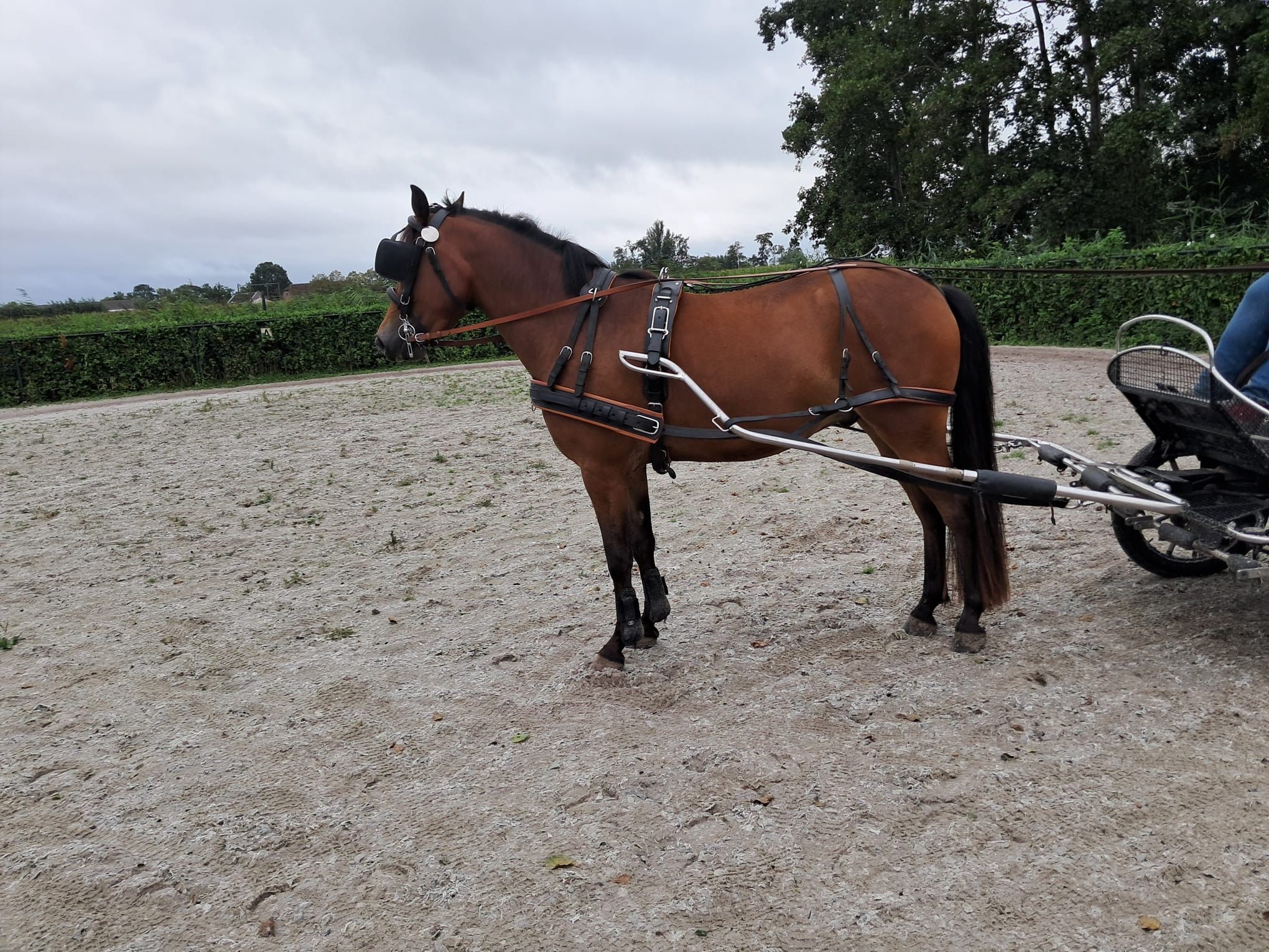 new-forest allround-pony ruin 3 years old bruin for sale - Photo 4