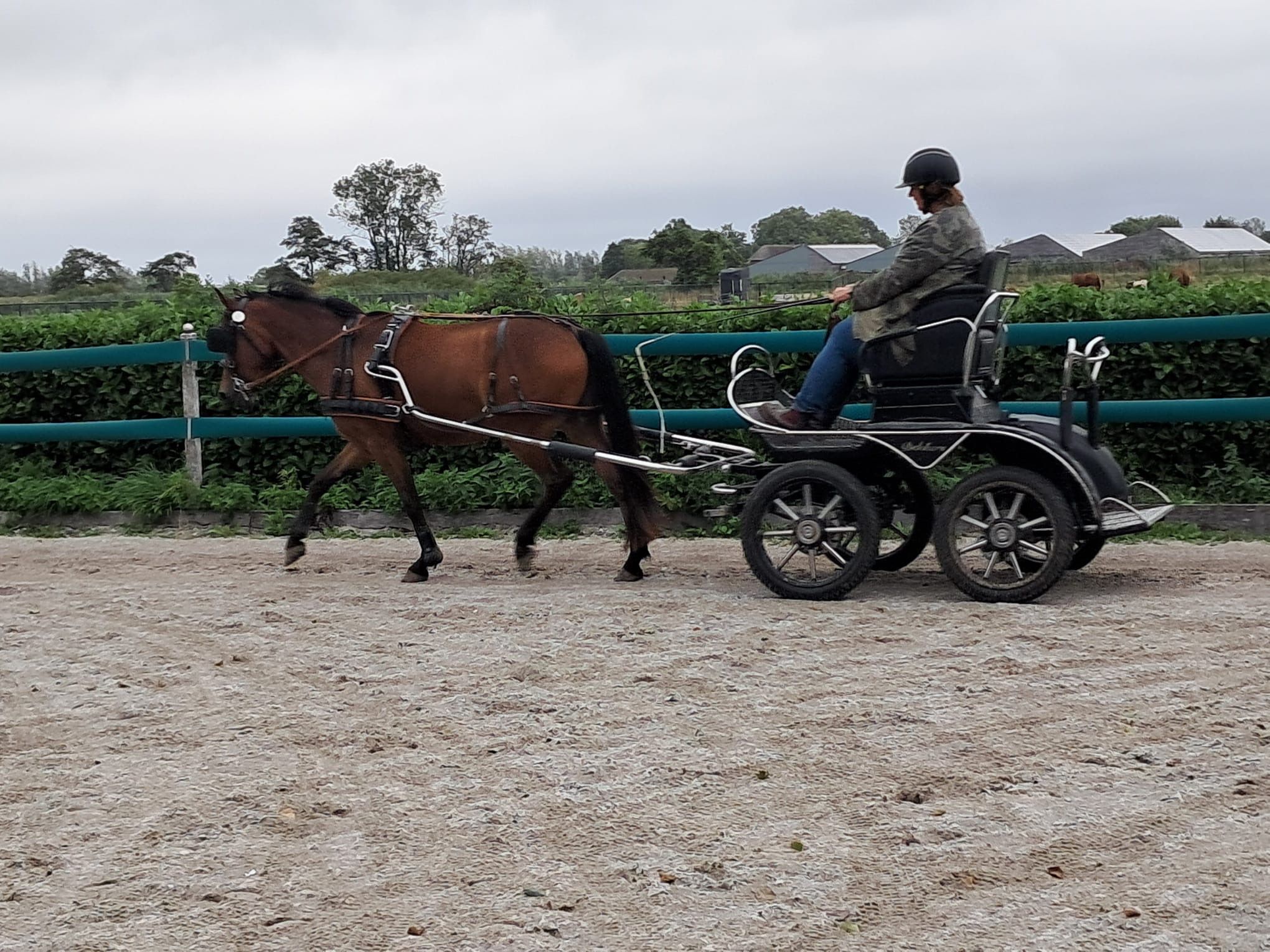 new-forest allround-pony ruin 3 years old bruin for sale - Photo 5