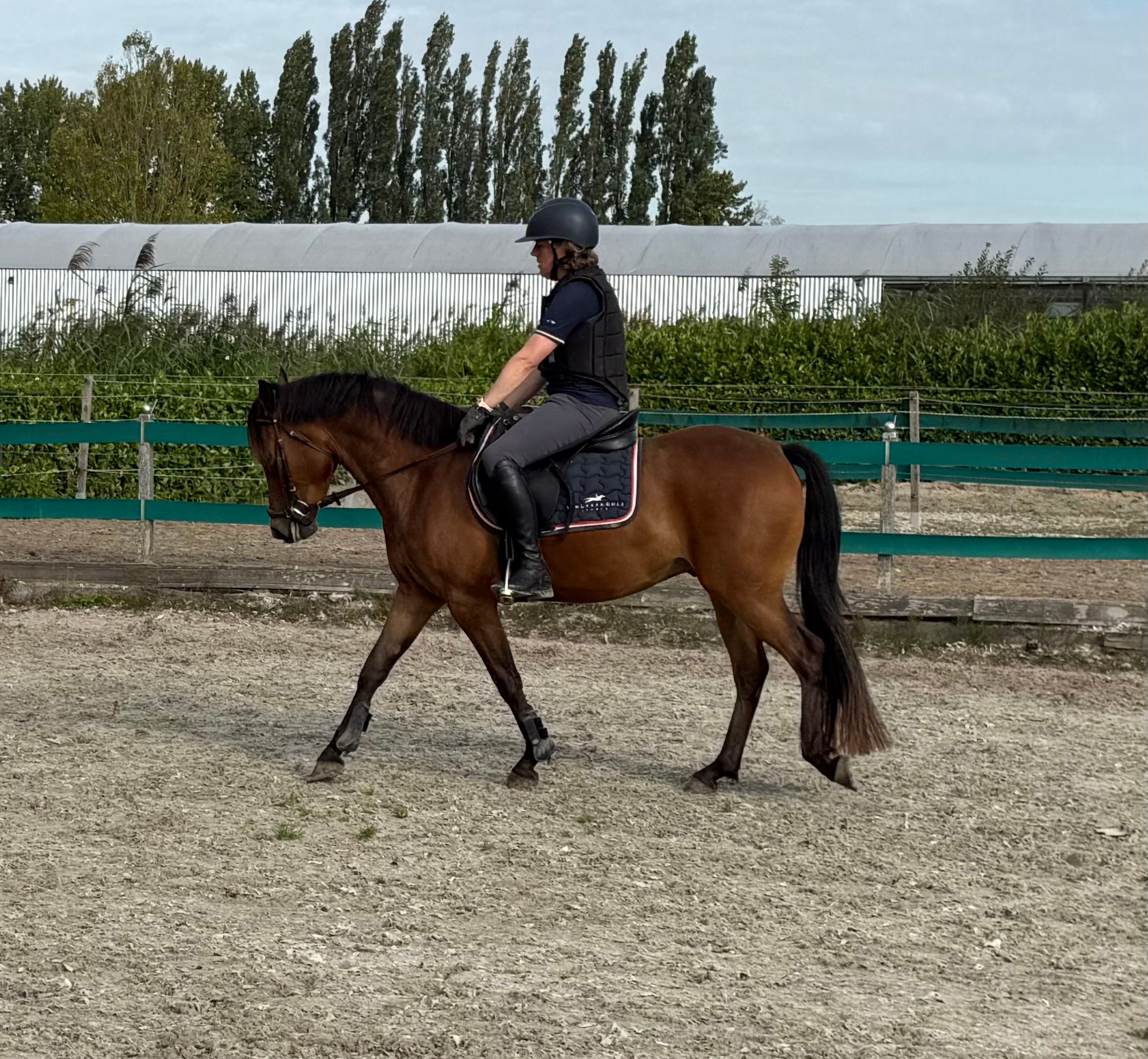 new-forest allround-pony ruin 3 years old bruin for sale - Photo 6
