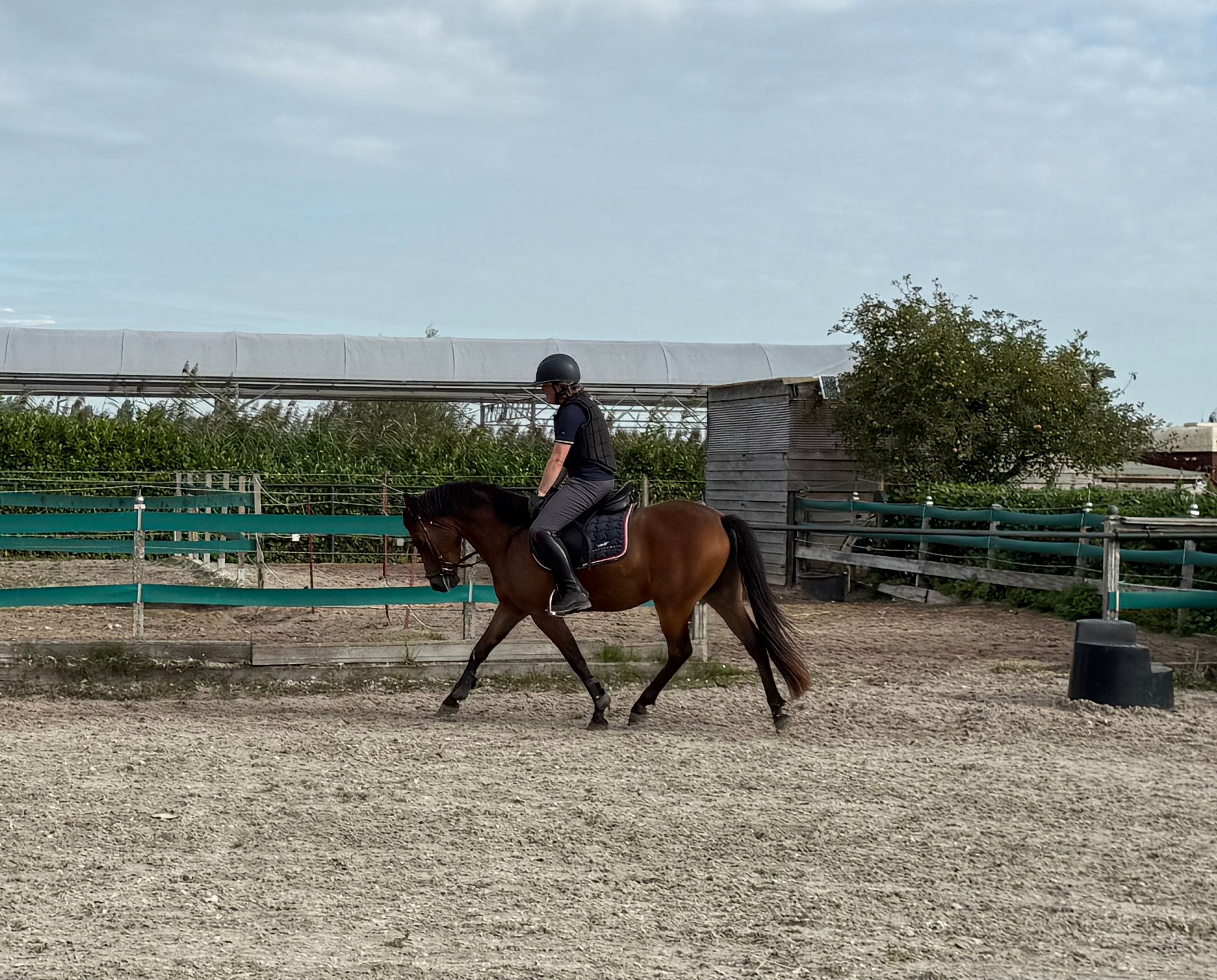Fantastic all-round NF pony (driving, dressage, showjumping)