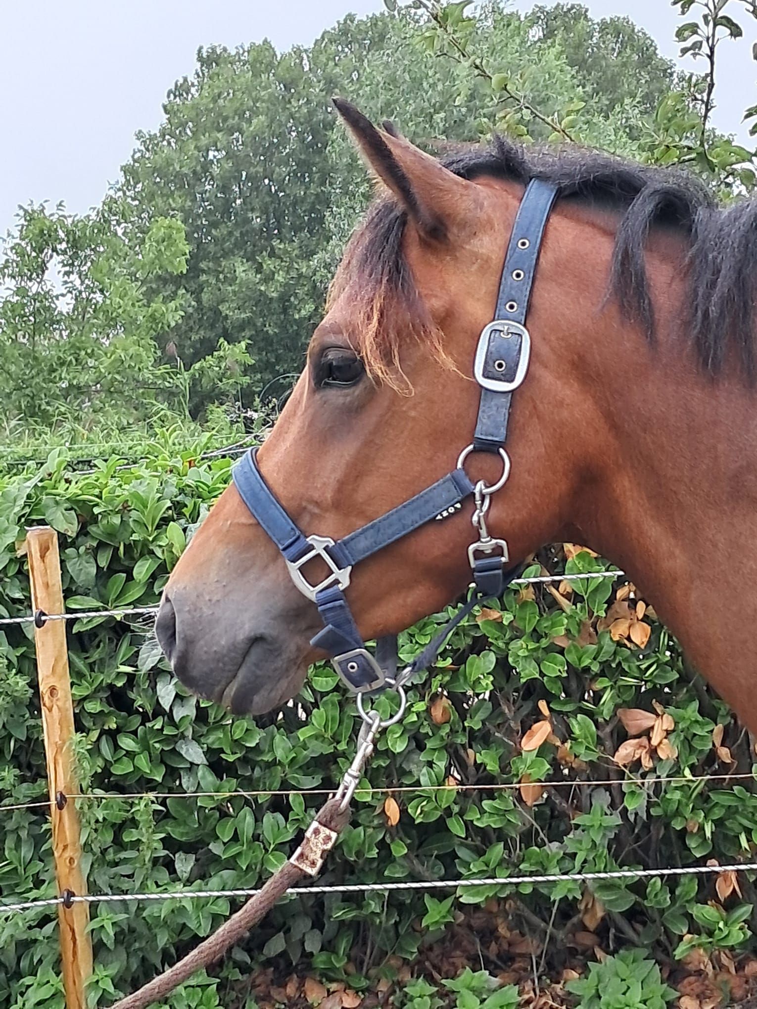 new-forest allround-pony ruin 3 years old bruin for sale - Photo 3