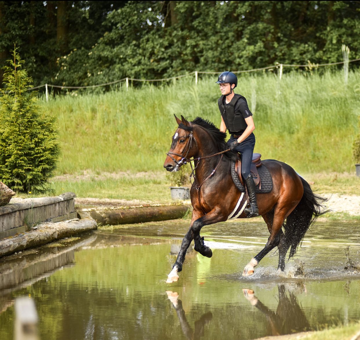 bwp springpaard ruin 5 years old donkerbruin for sale - Photo 4