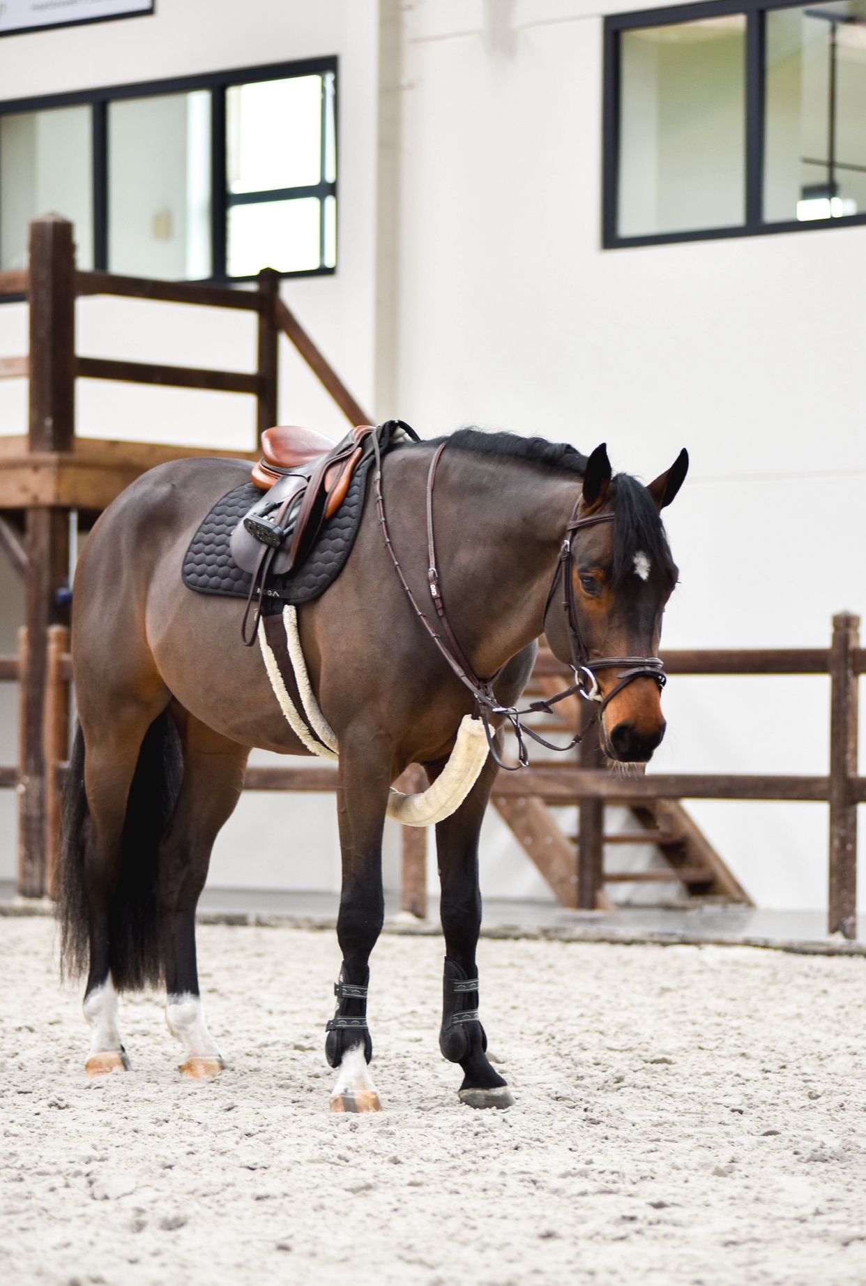bwp springpaard ruin 5 years old donkerbruin for sale - Photo 2