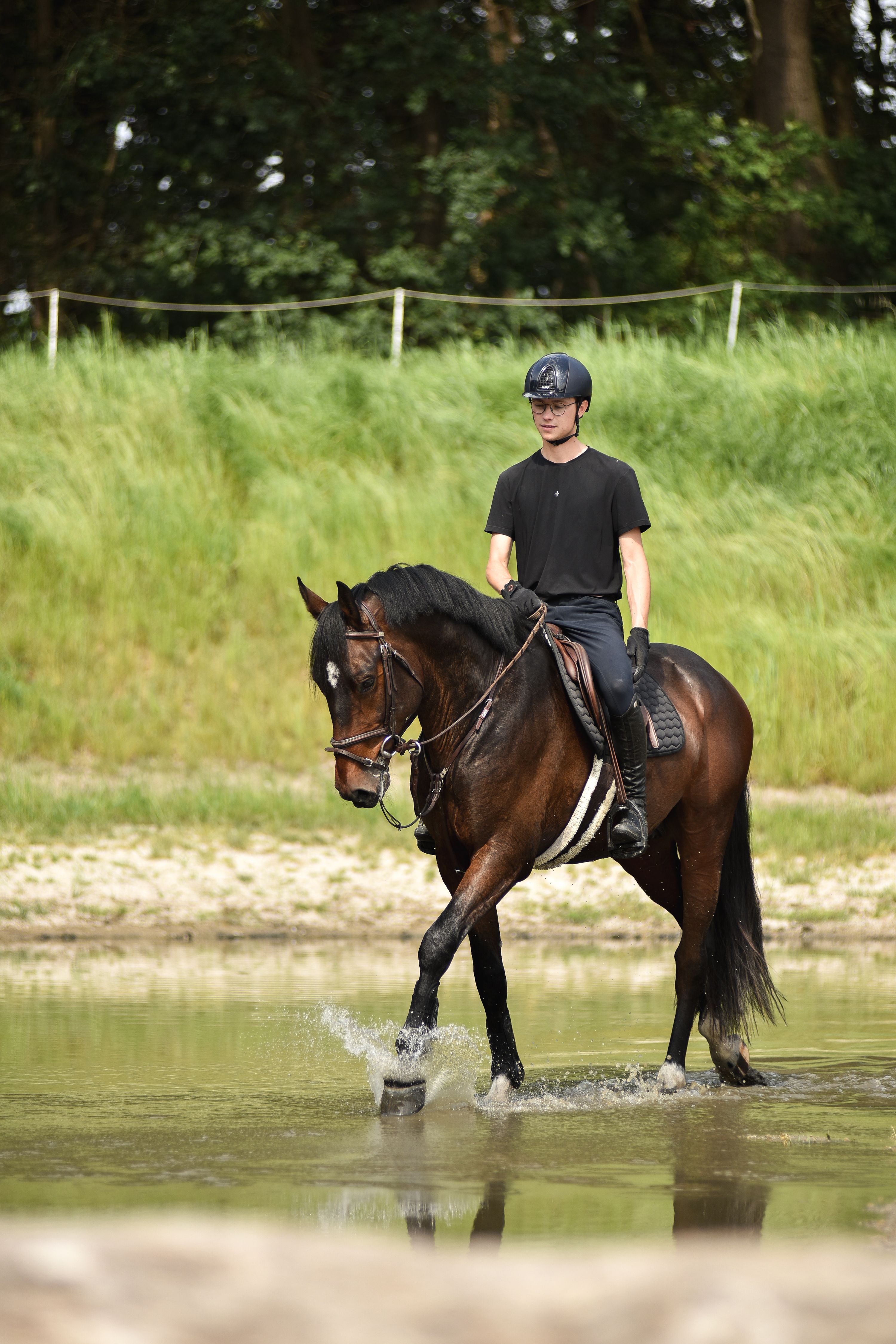 bwp springpaard ruin 5 years old donkerbruin for sale - Photo 3