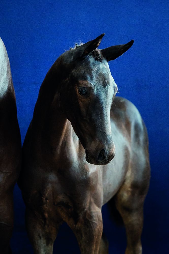 kwpn dressuurpaard hengst 0 Jahre alt donkerbruin zu verkaufen - Foto 2