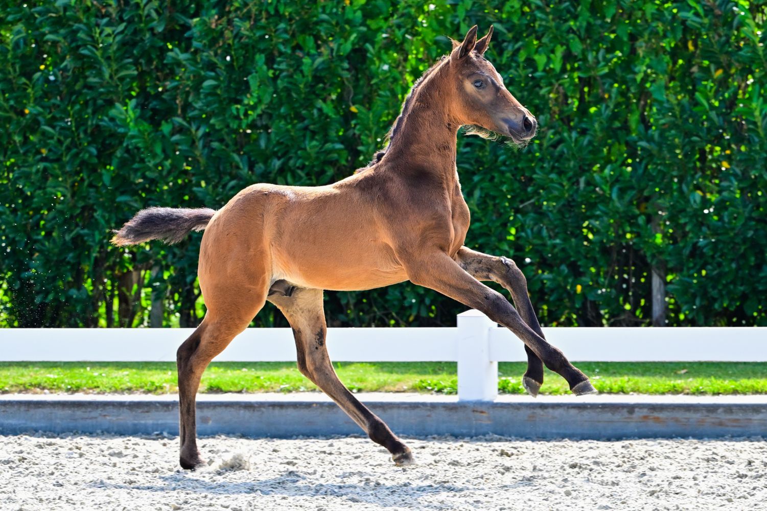 kwpn dressuurpaard hengst 0 Jahre alt donkerbruin zu verkaufen - Foto 3