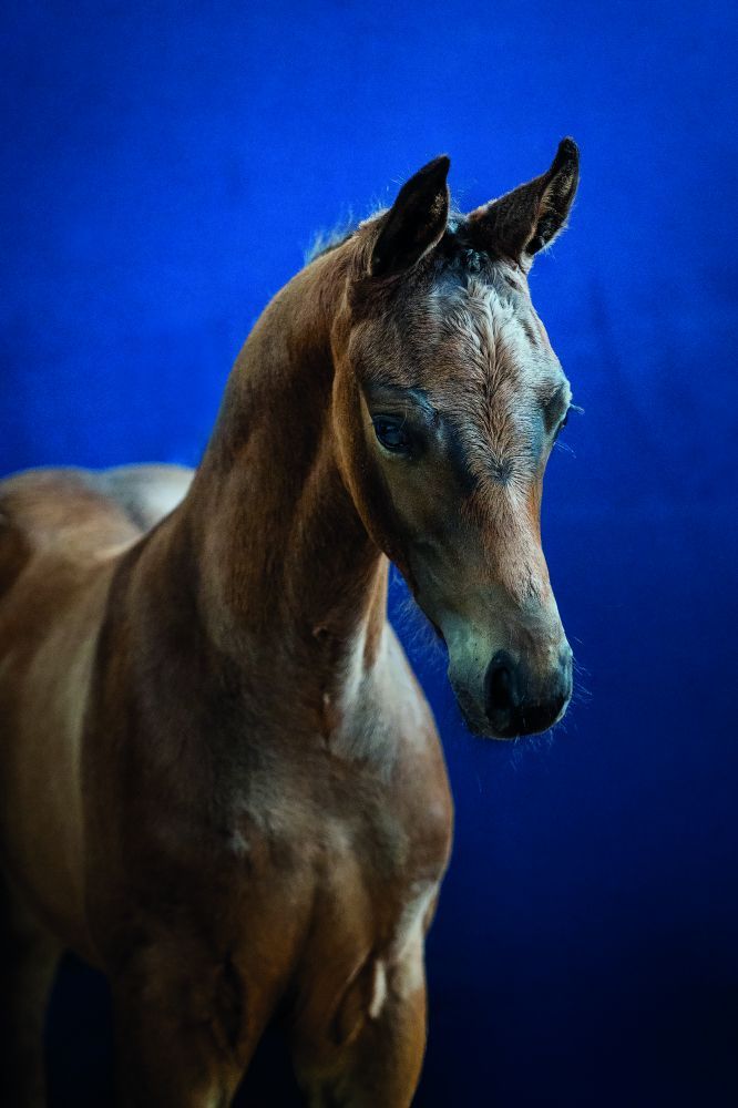 kwpn dressuurpaard hengst 0 Jahre alt donkerbruin zu verkaufen - Foto 4