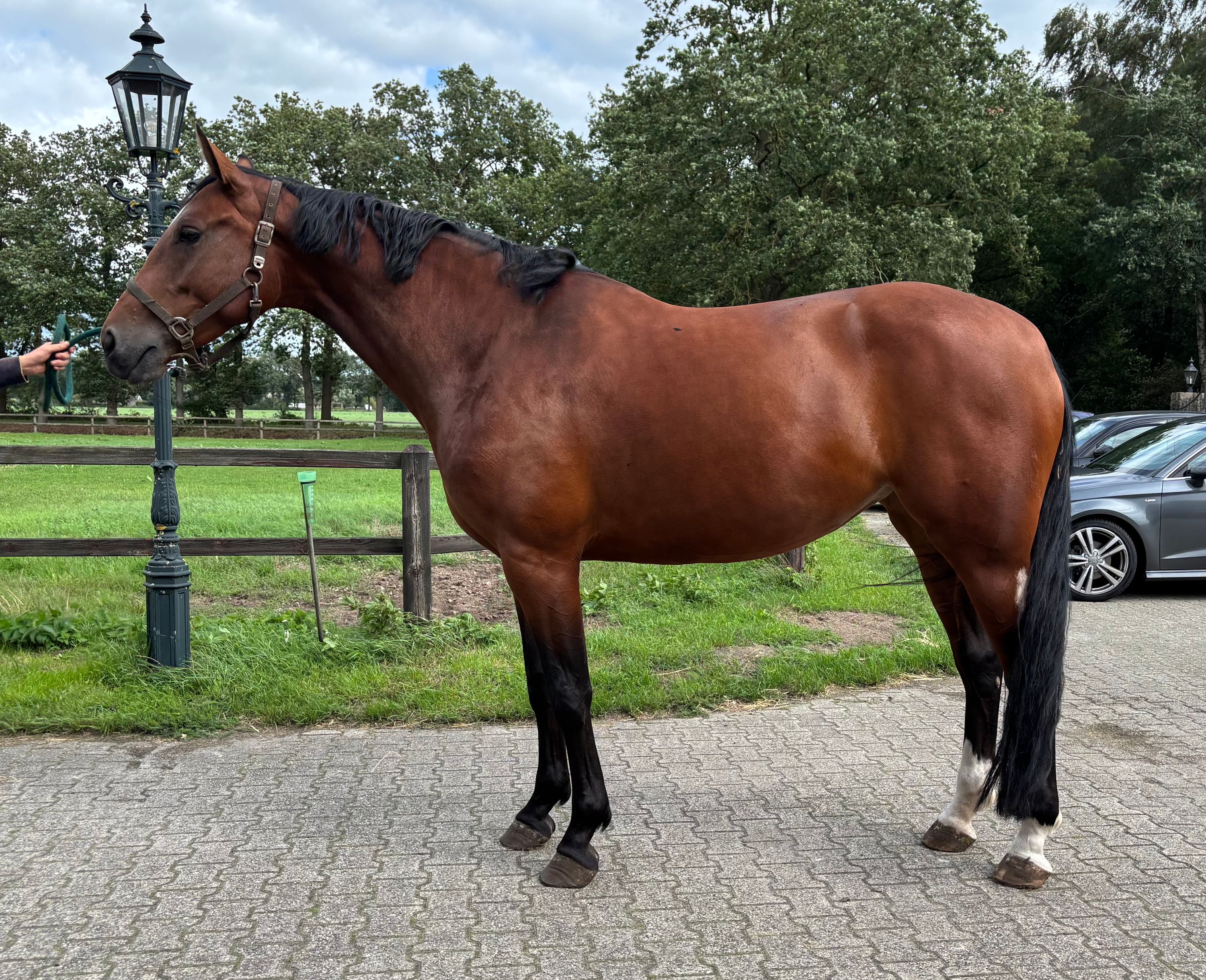 Te koop brave 5 jarige drachtige merrie