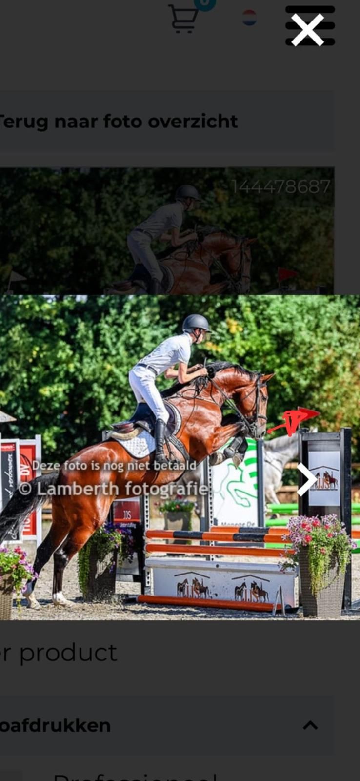 kwpn springpaard merrie 5 歳 bruin 売り出し中 - 写真 3