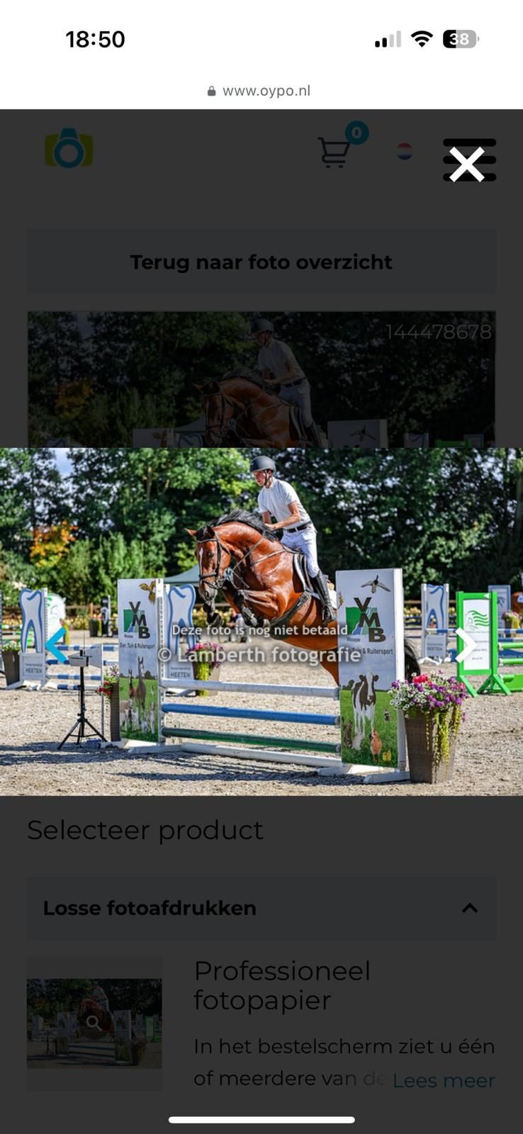 kwpn springpaard merrie 5 歳 bruin 売り出し中 - 写真 2