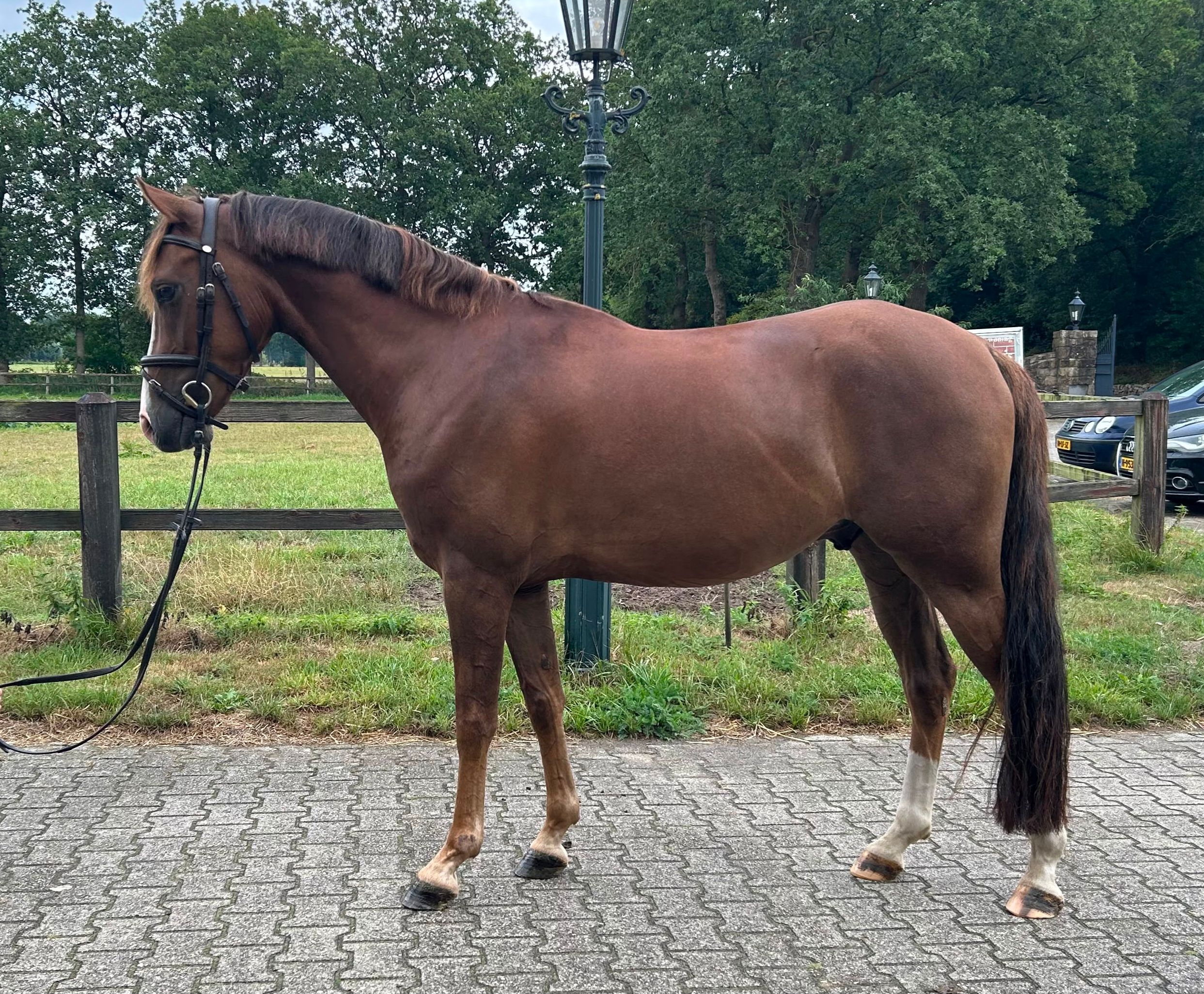 Stunning, well-behaved and talented D pony