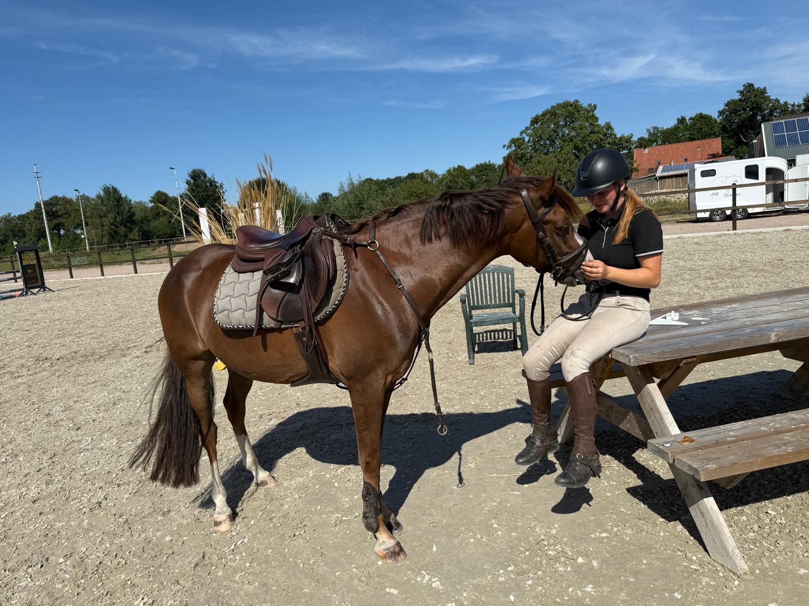 nrps allround-pony ruin 4 years old vos for sale - Photo 4
