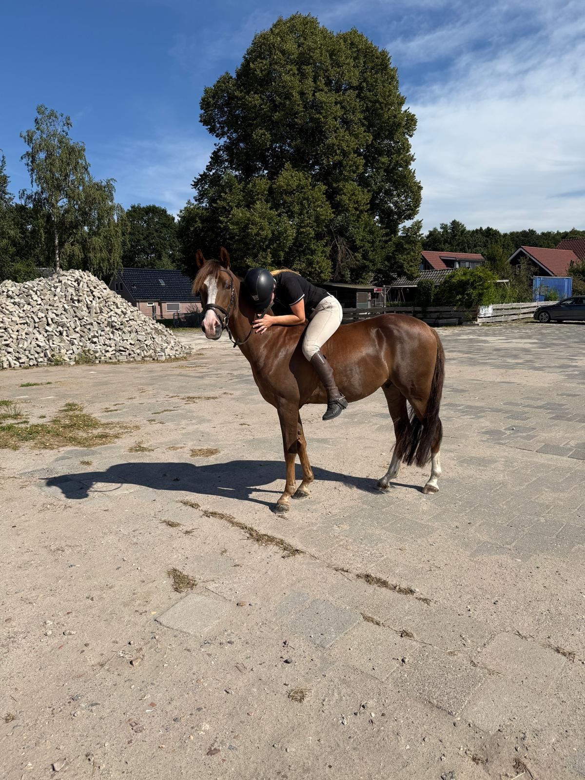 nrps allround-pony ruin 4 years old vos for sale - Photo 2