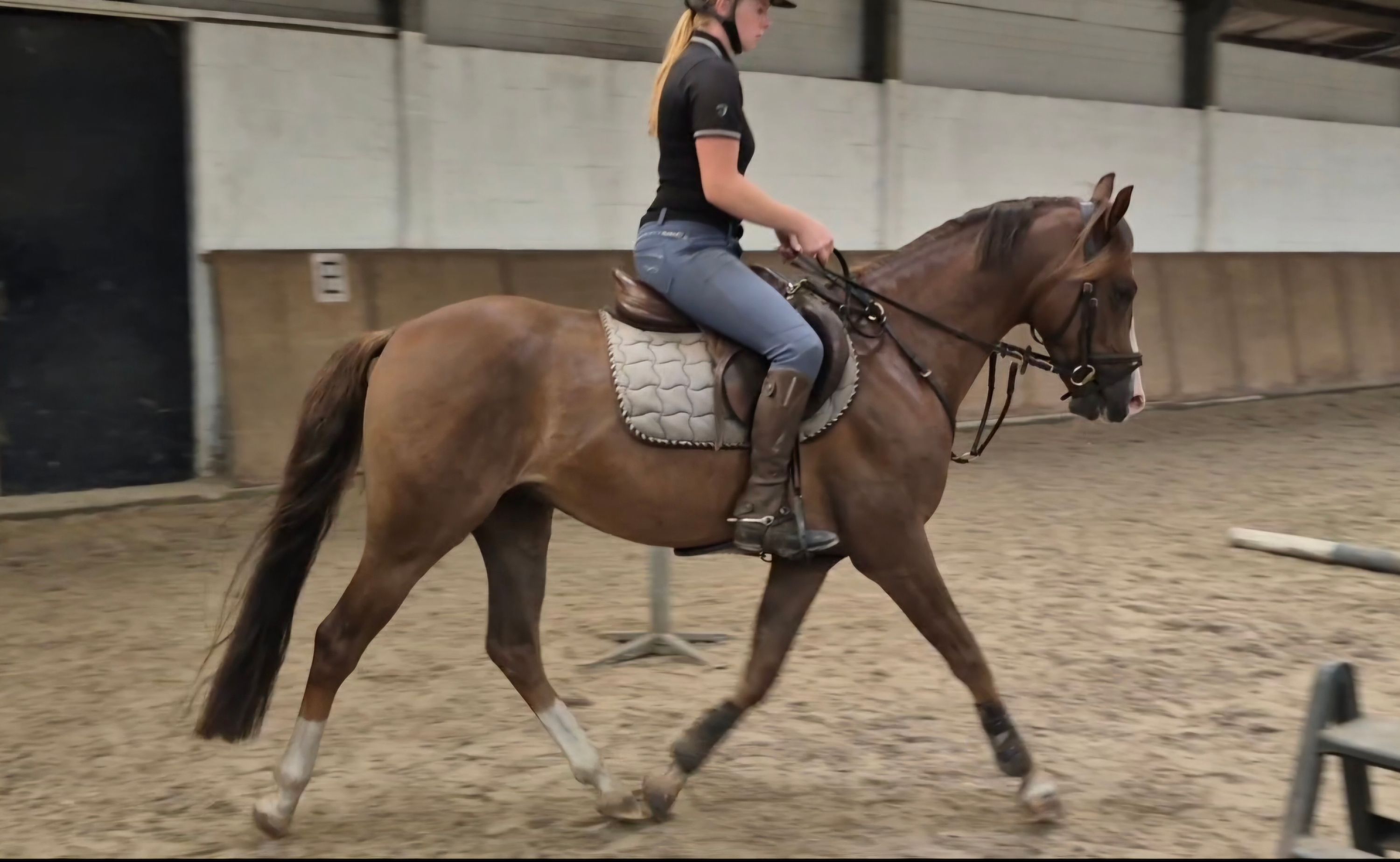 nrps allround-pony ruin 4 years old vos for sale - Photo 3